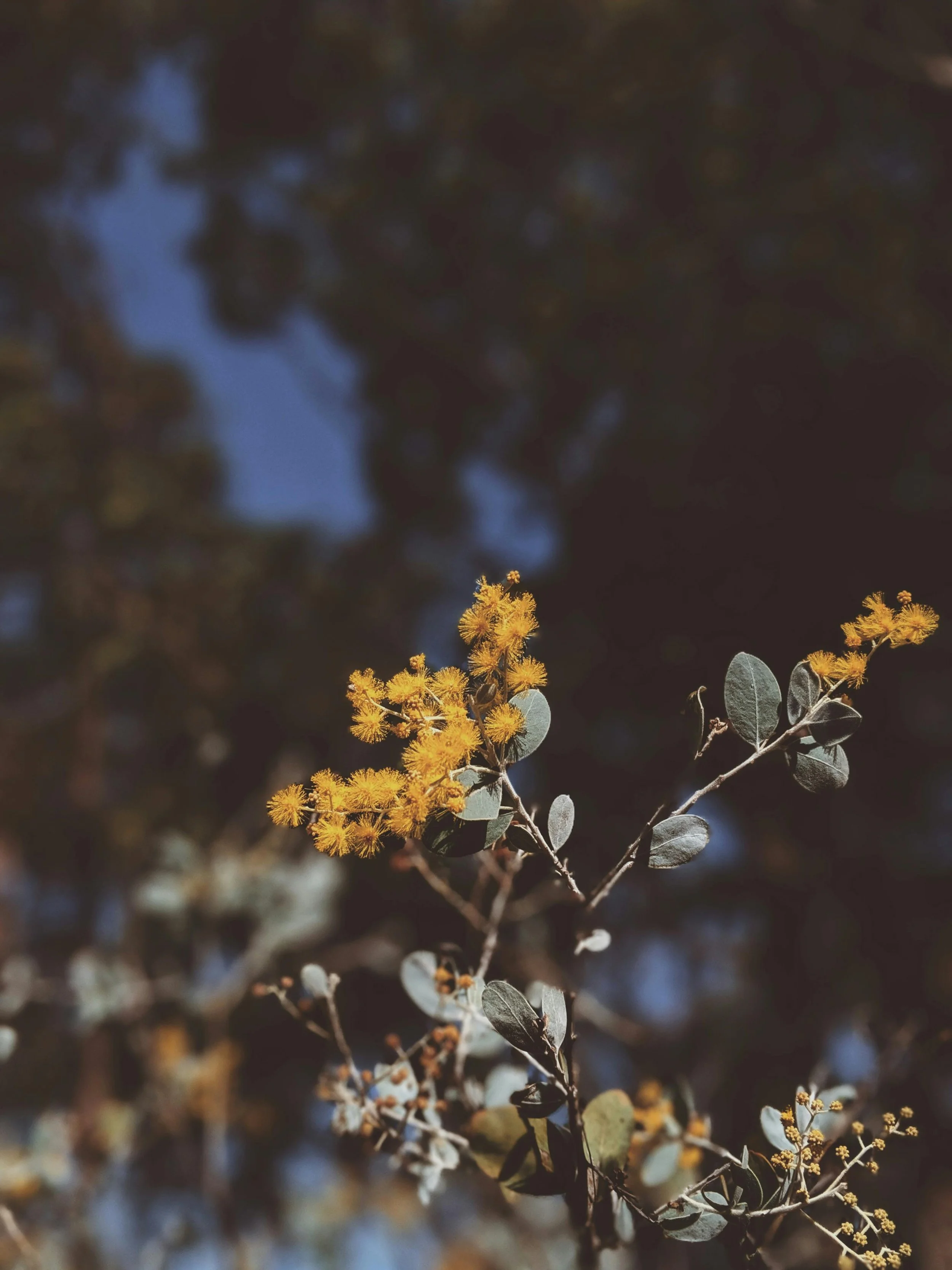 decorative image of wattle