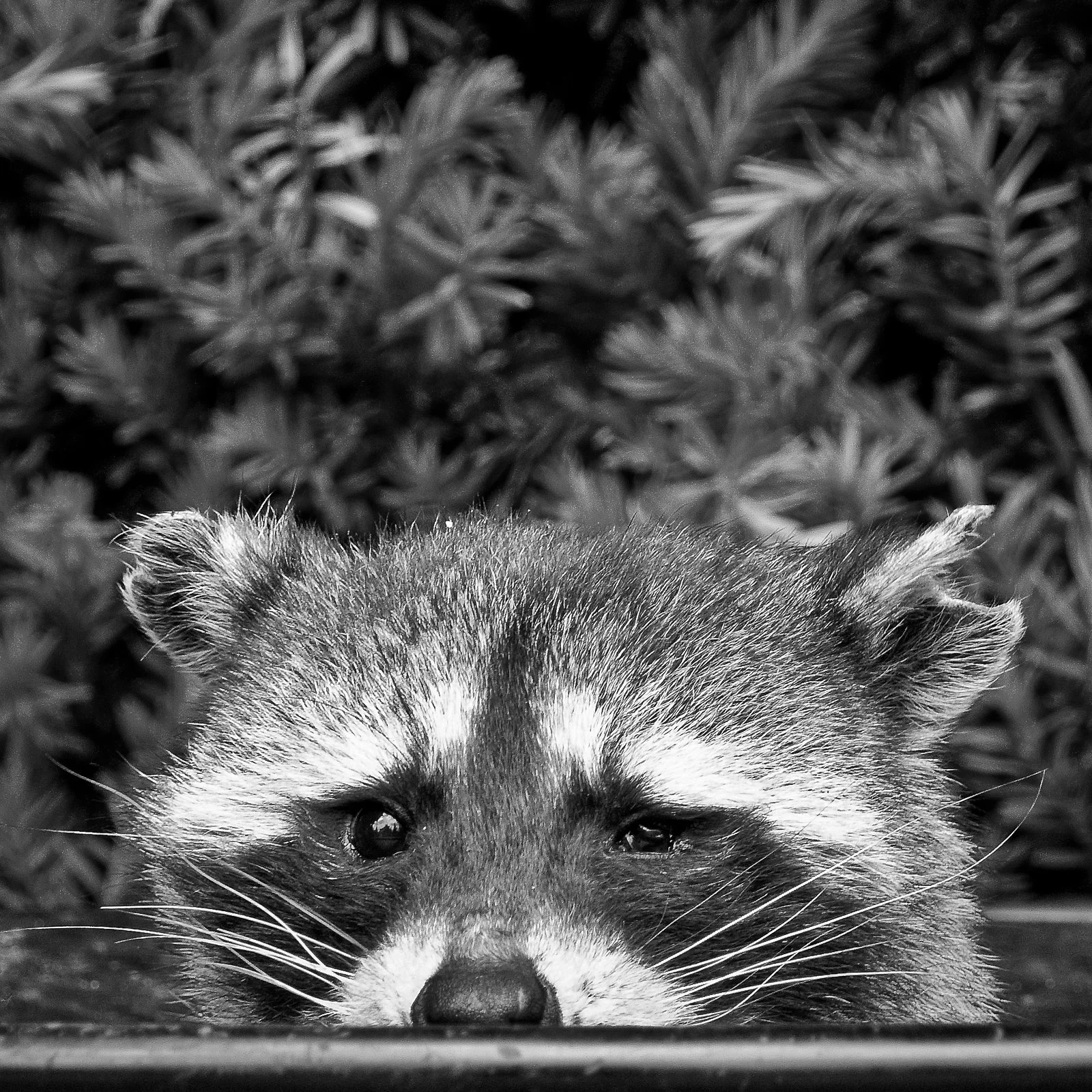 20080526-20080526-Racoon_4180.jpg