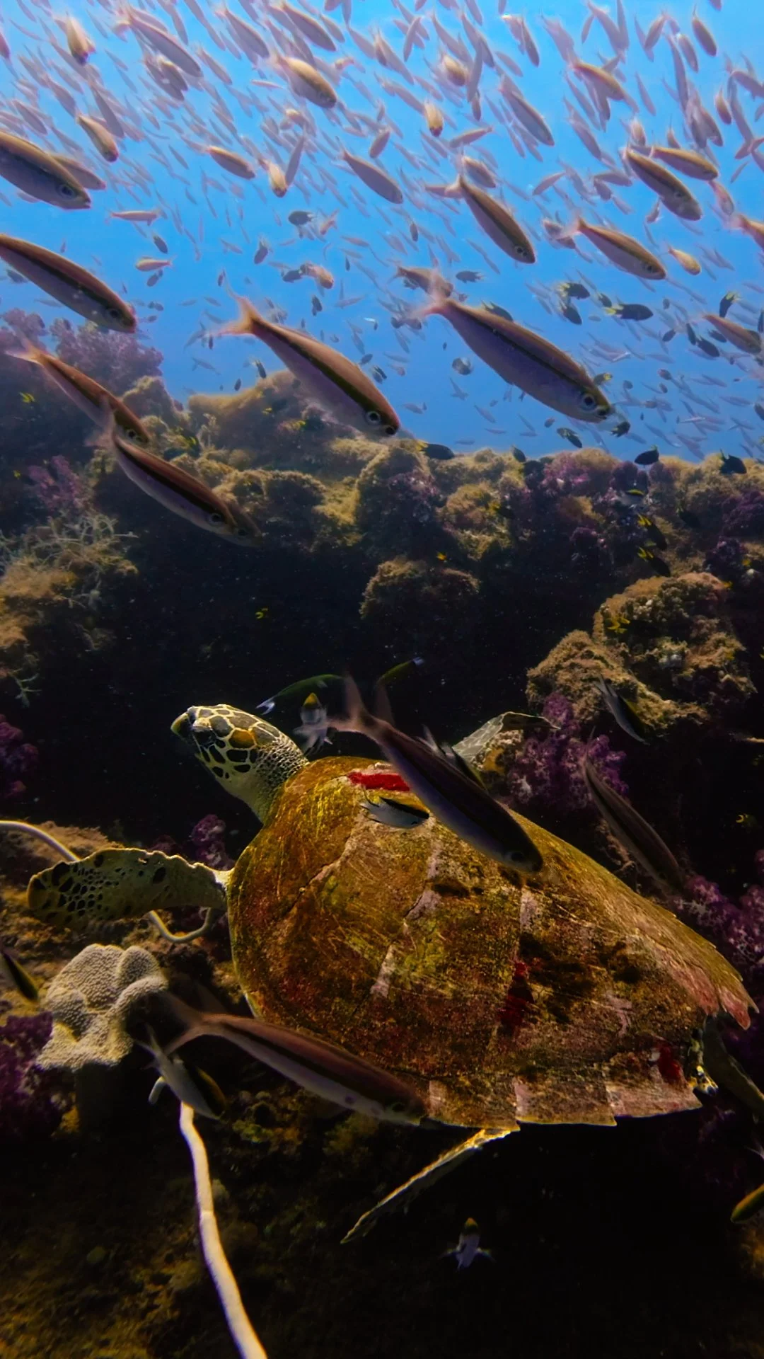 SS Yongala Wreck Dive Guide: Australia’s Most Incredible Shipwreck Dive