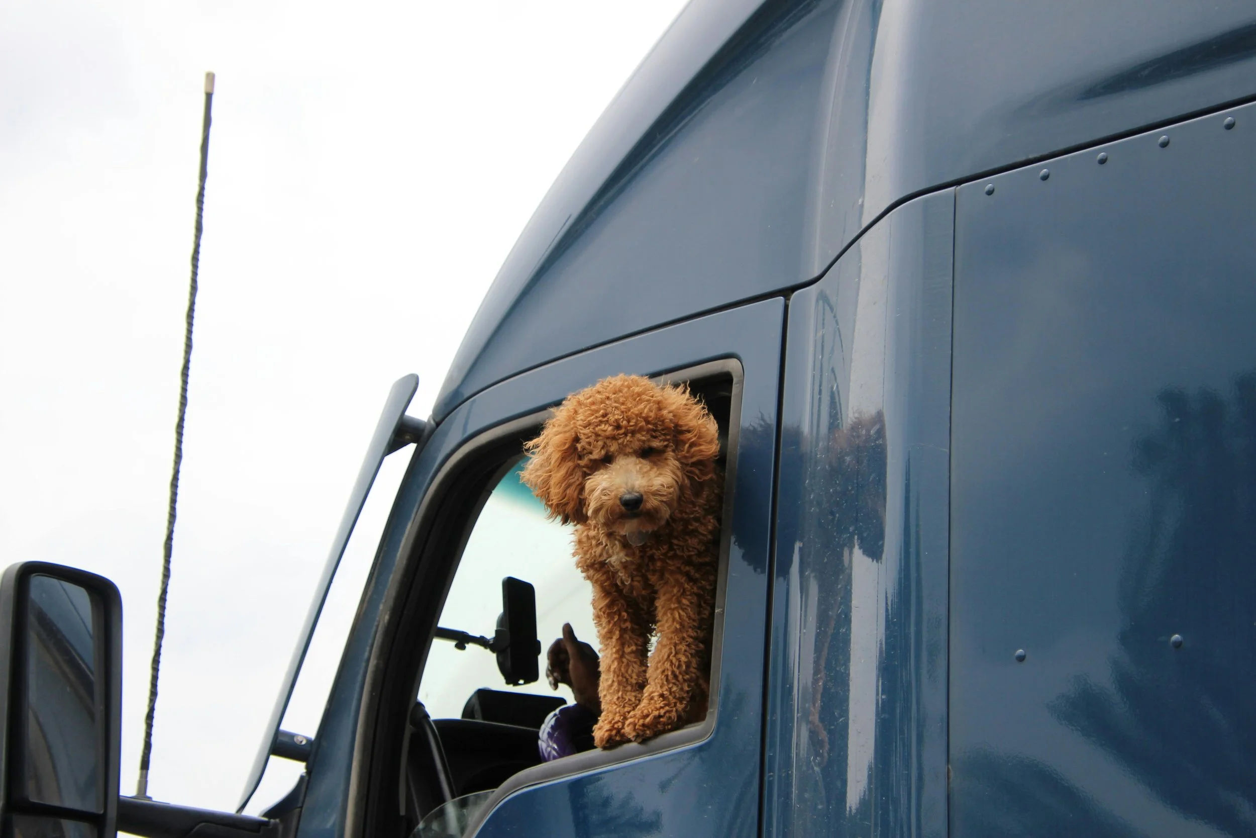 Los mejores blogs para viajar con perro: las webs que sí nos gustan