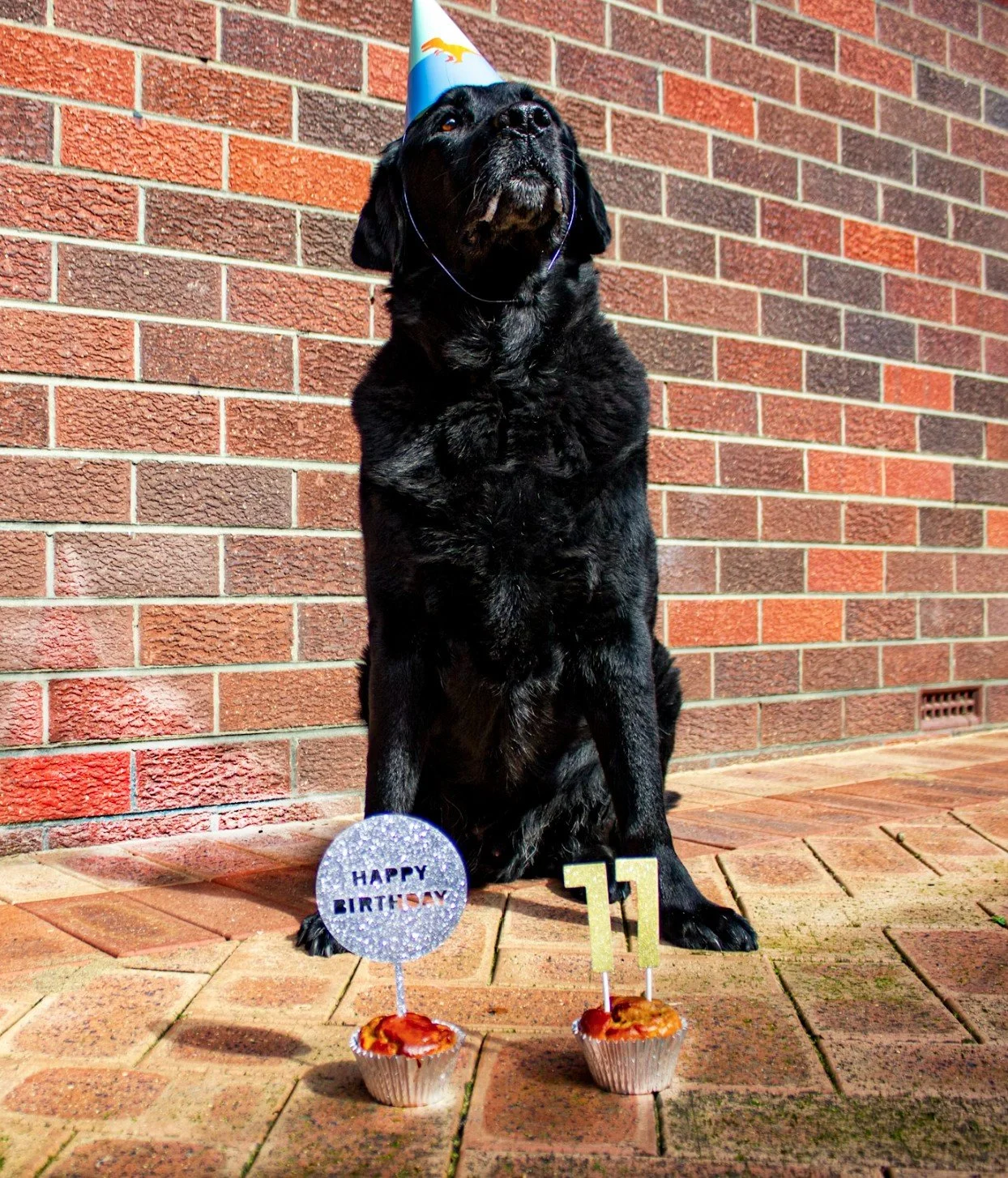 Cómo celebrar el cumpleaños de tu perro: guía paso a paso