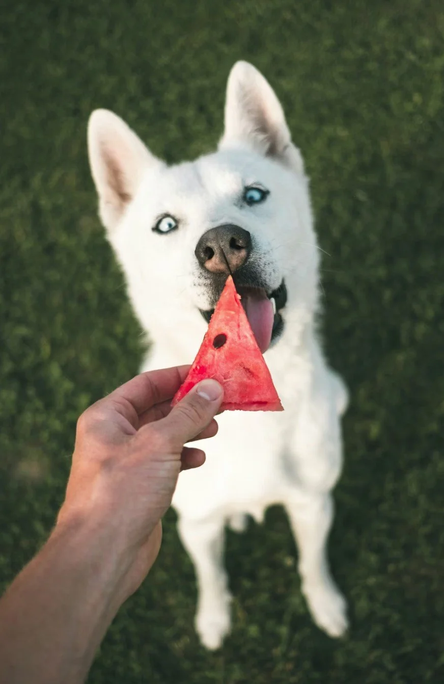 Frutas que pueden comer los perros (y cuáles evitar): la guía honesta