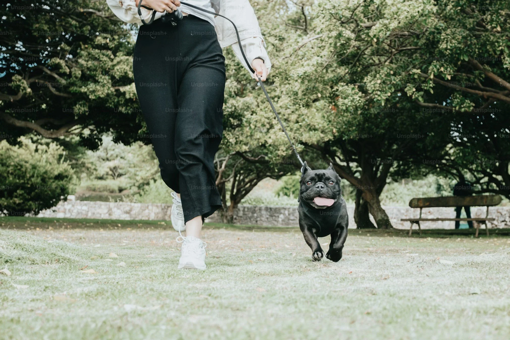 Los mejores parques para perros en Madrid: dónde sí merece la pena ir
