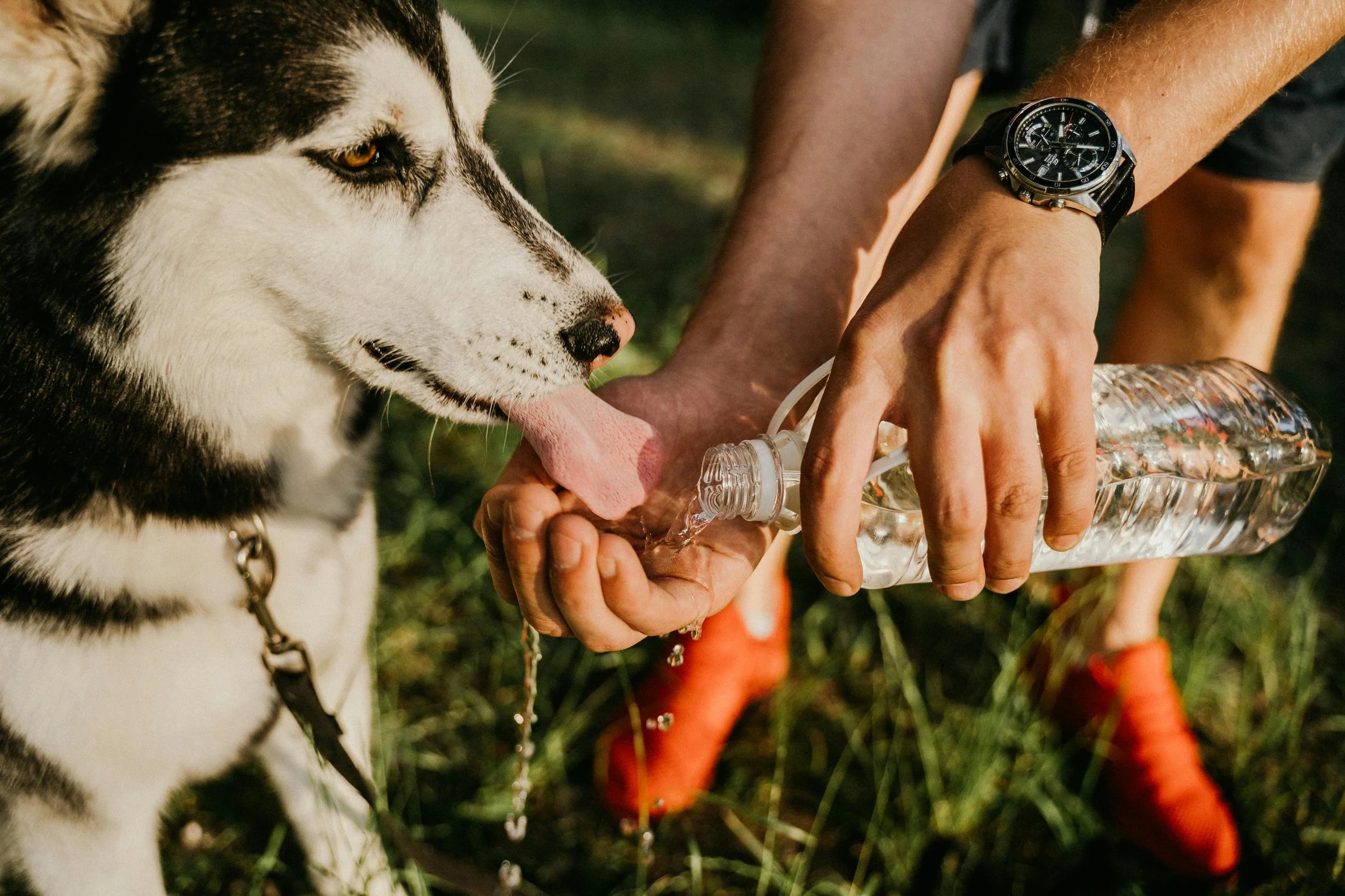 Golpe de calor en perros: cómo detectarlo, prevenirlo y actuar a tiempo
