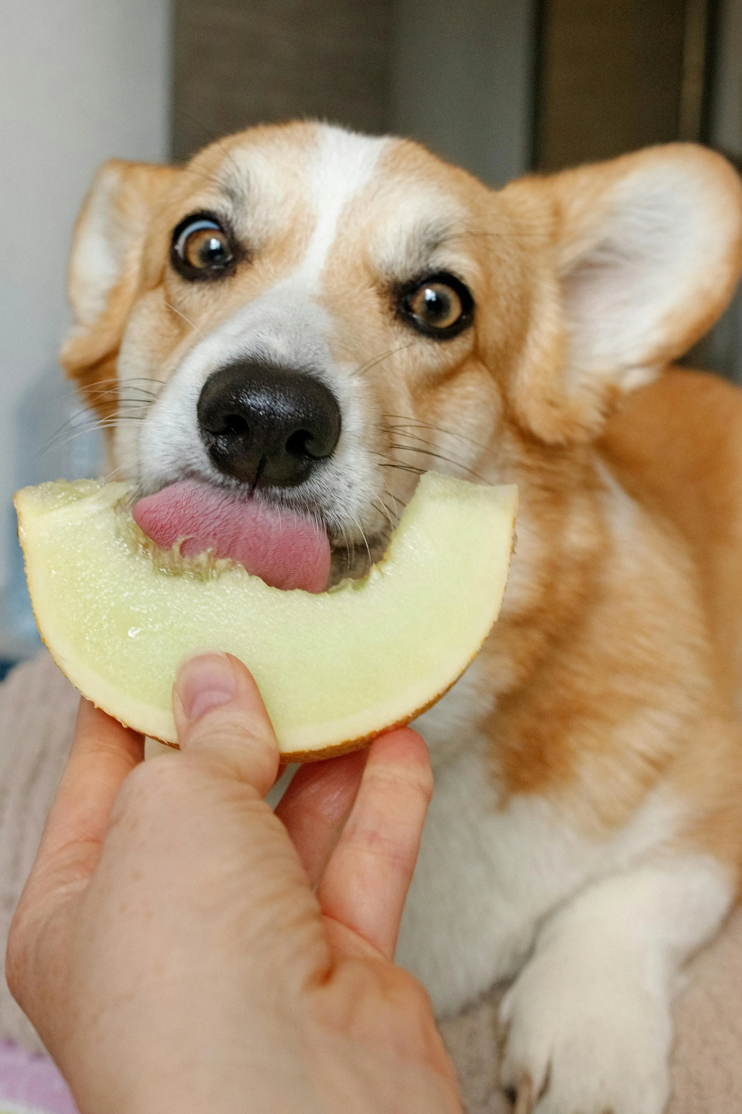 ¿Pueden los perros comer sandía? Guía honesta para dog moms
