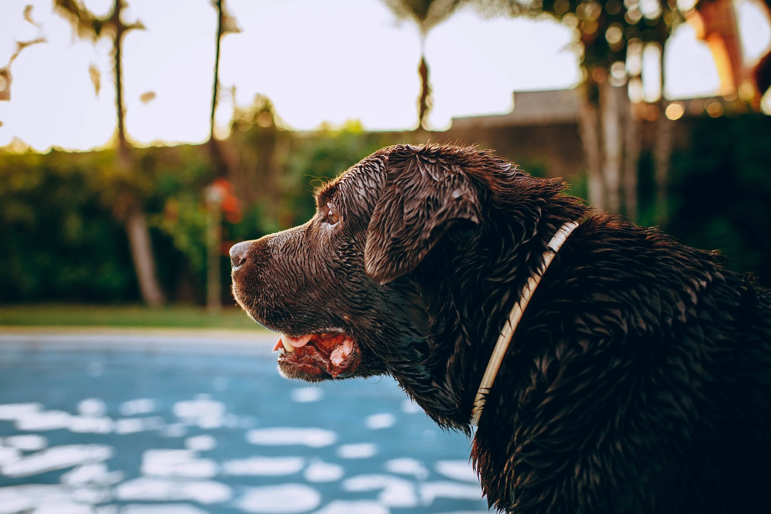 Helados para perros caseros: 5 recetas fáciles y refrescantes para este verano