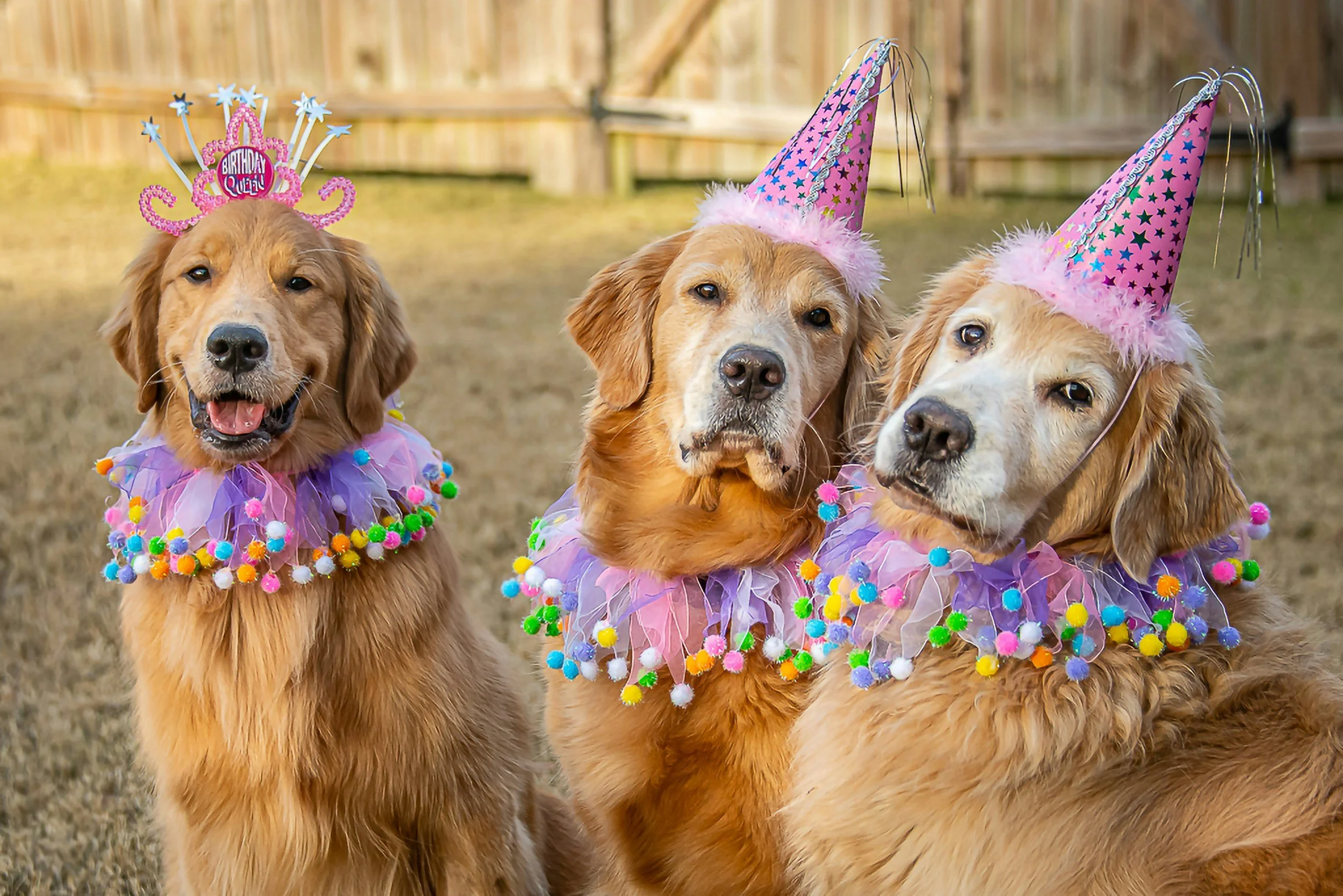 Regalos originales para perros (y para sus dog moms): 12 ideas que sí hacen ilusión