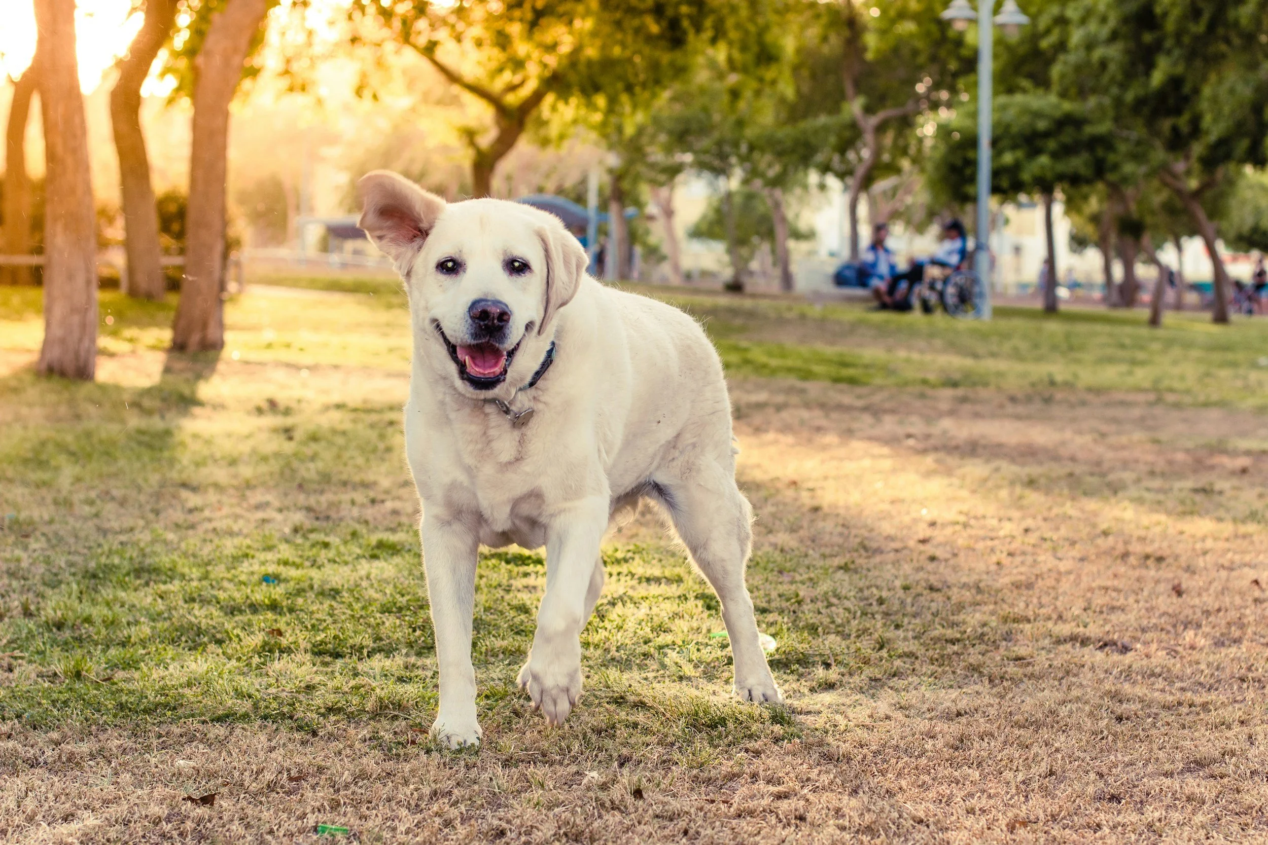 El Retiro con perro: la guía completa (zonas caninas, normas y planes)