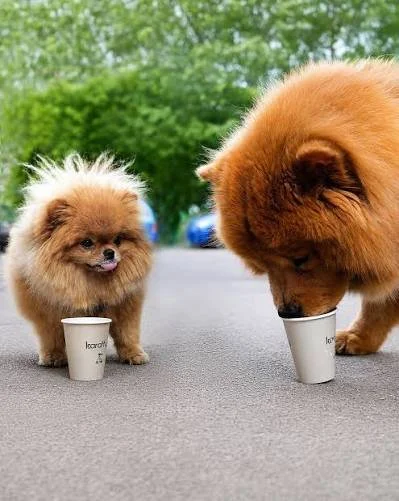 Puppuccino: qué es y por qué tu perro lo adora