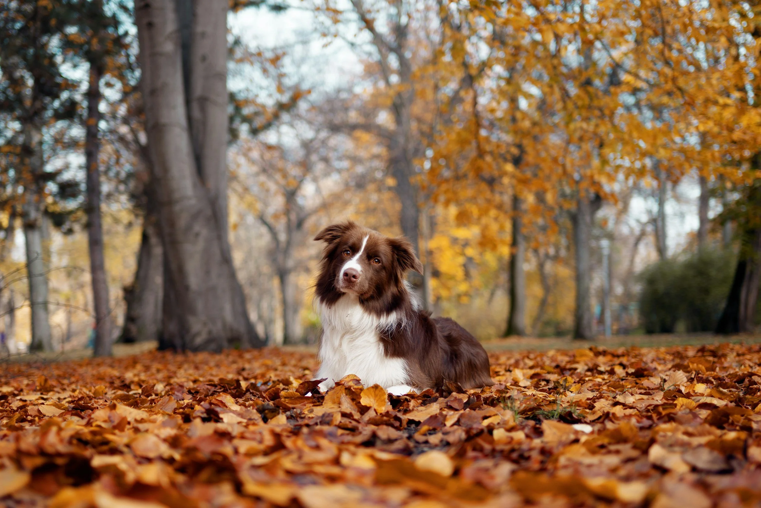 Otoño con perro en Madrid: los mejores planes de la temporada