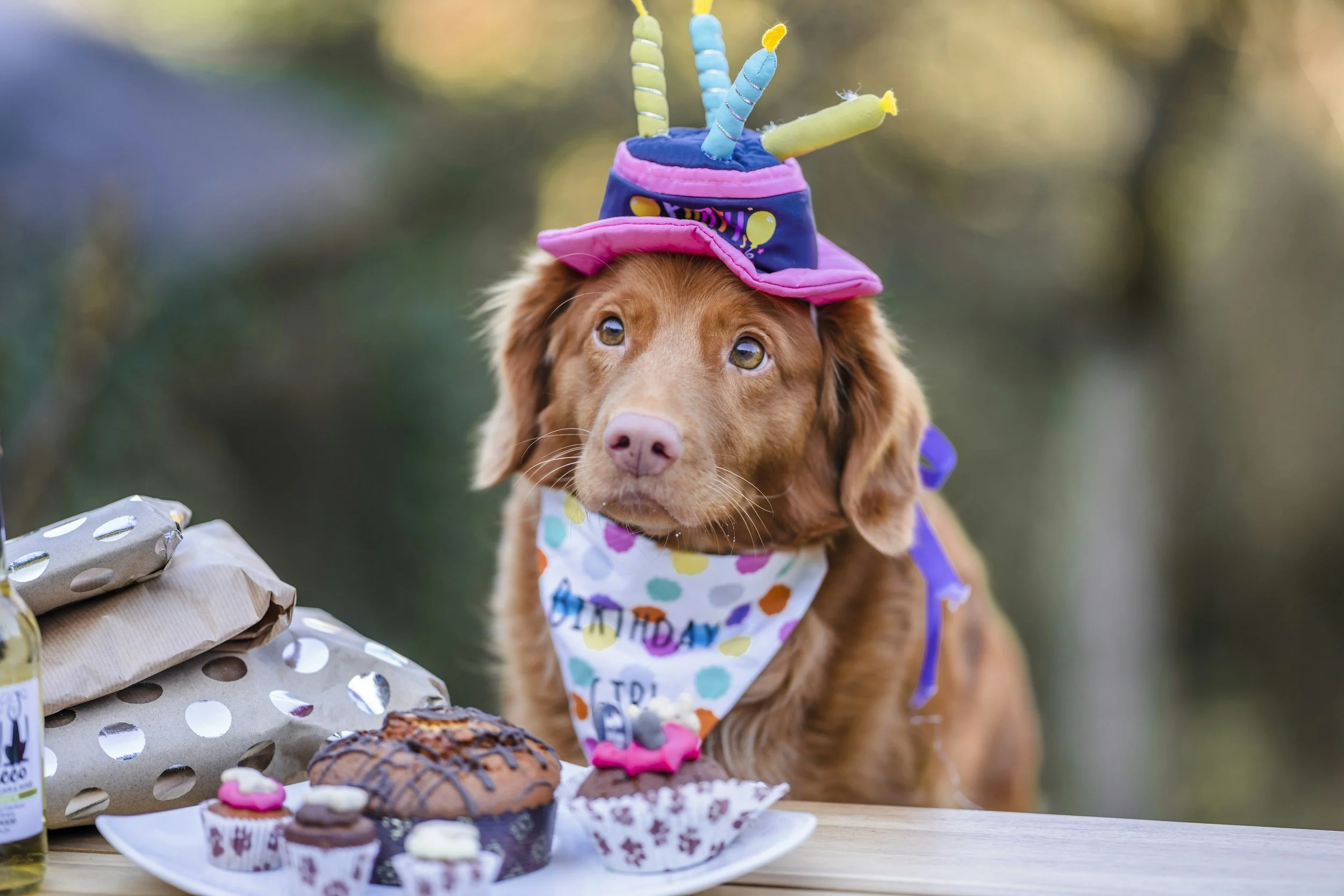 Tarta de cumpleaños para perros en Madrid: precios, sabores y cómo encargarla