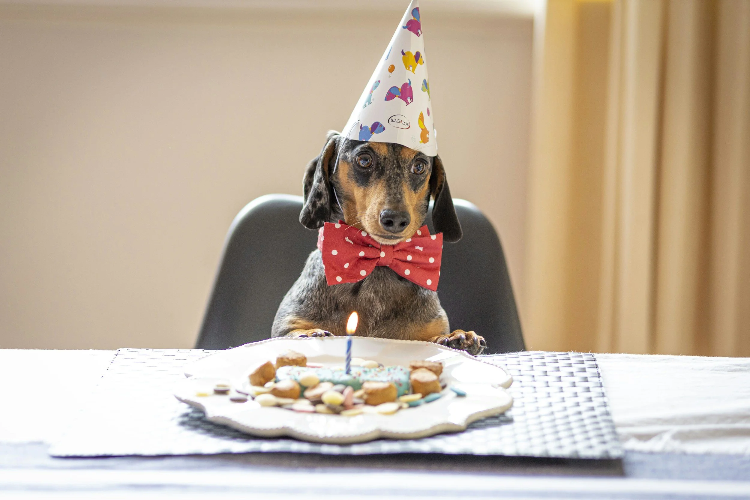 Tarta para perros a domicilio en Madrid: recíbela hoy mismo