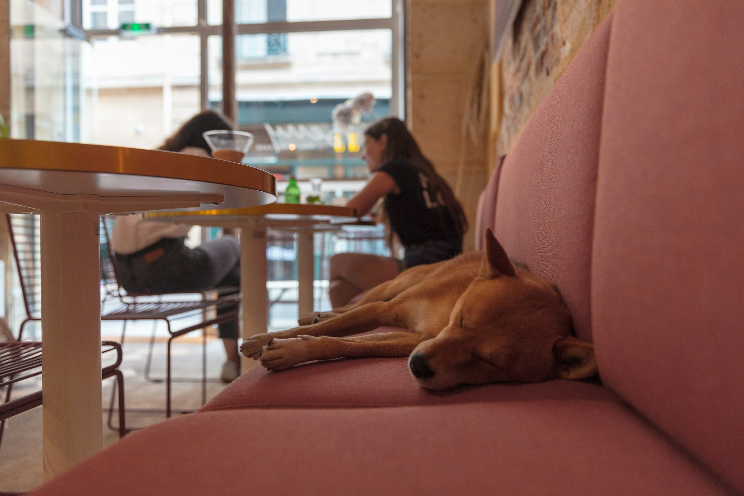 Un día en un dog cafe de Madrid: así es la vida en Perrisimo