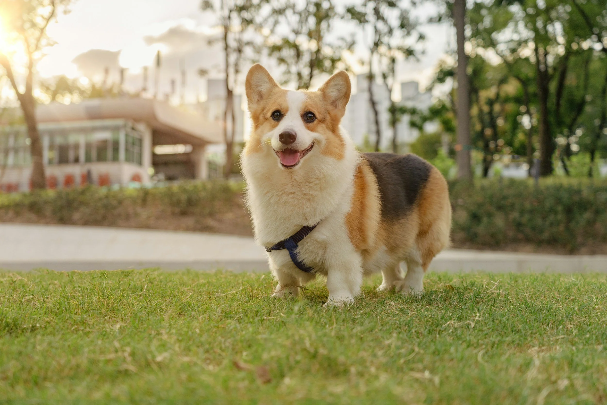 Sesión de fotos con tu perro: los rincones más bonitos de Madrid
