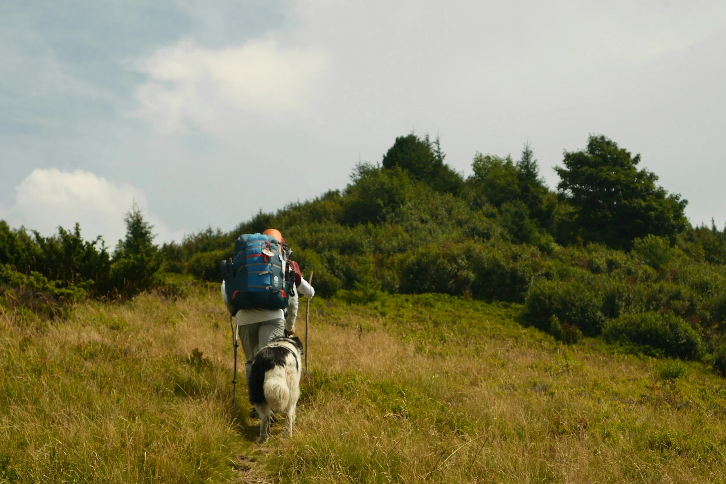 Senderismo con perro en la Sierra de Madrid: 7 rutas para el otoño