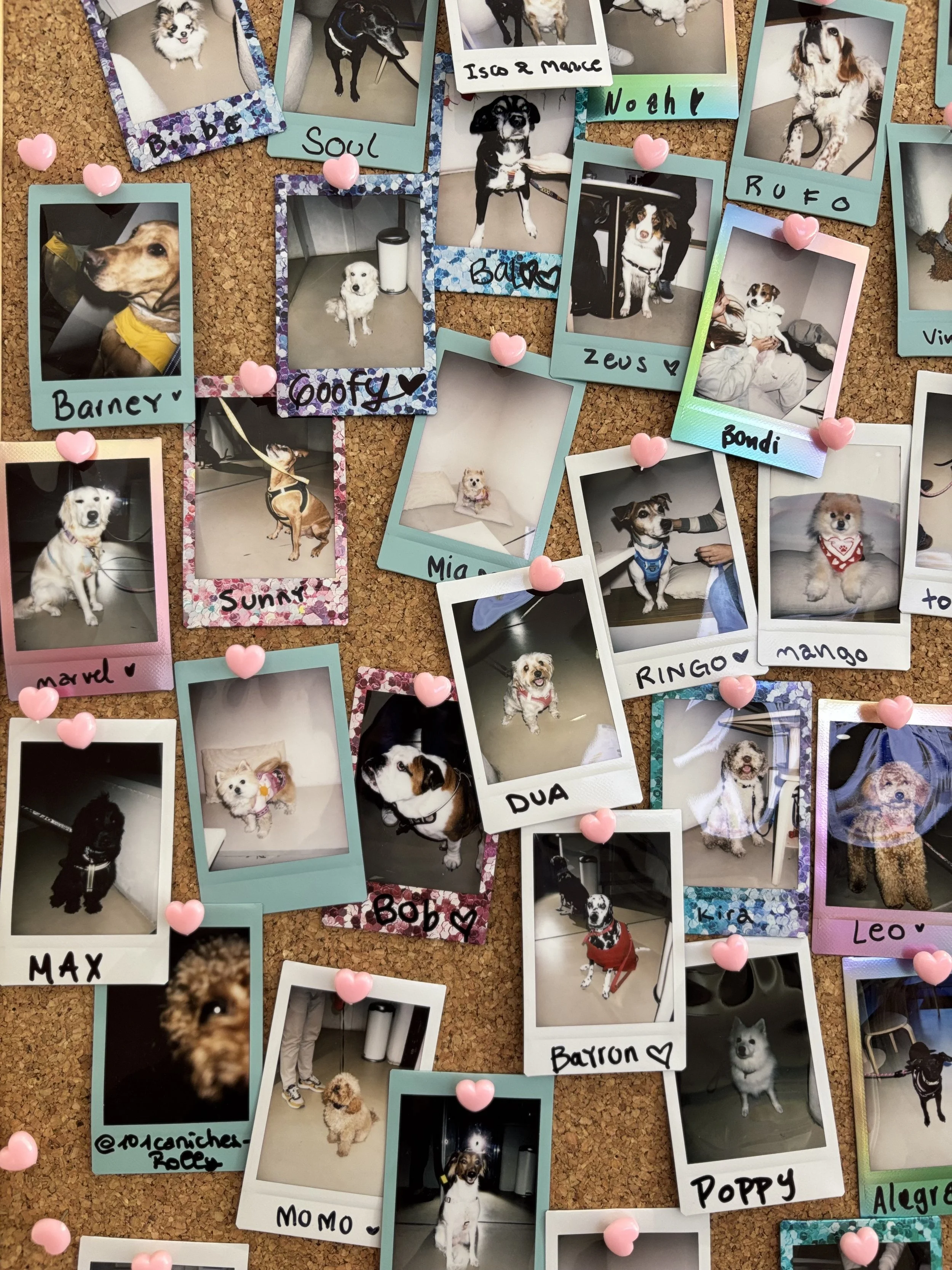 Muro de la fama en Perrisimo Dog Café: tablón de corcho con fotos Polaroid de clientes perrunos, nombres personalizados y decoración con corazones en un ambiente pet-friendly en Madrid.