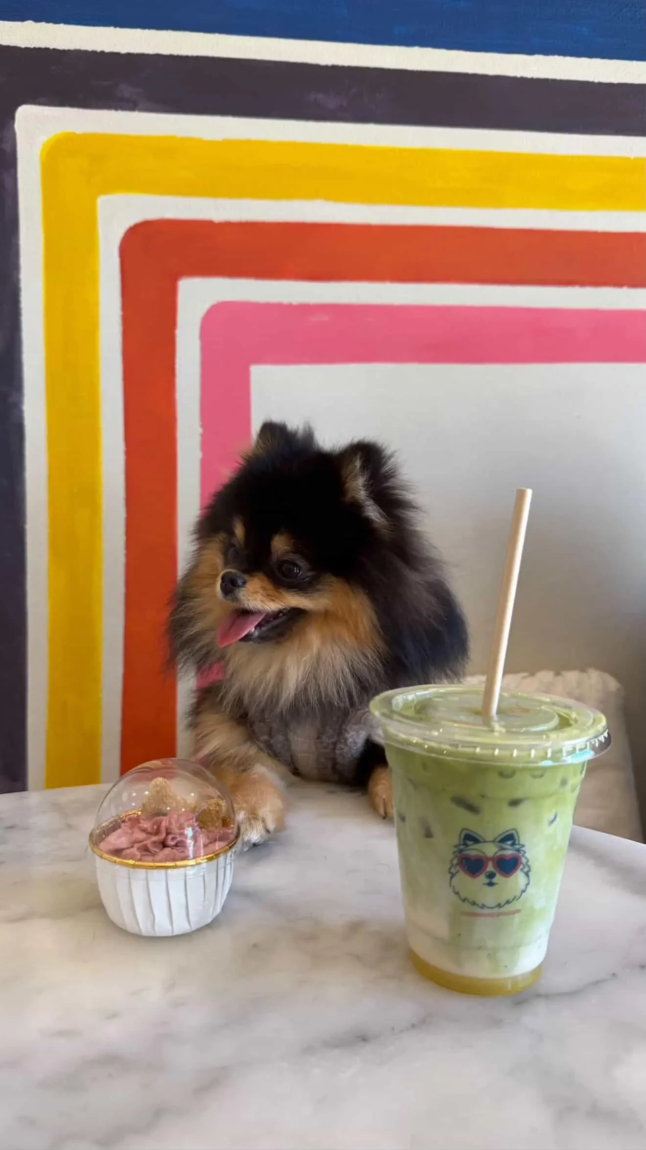 Pomerania posando con un matcha latte y una chuche artesanal para perros en Perrísimo, el café dog-friendly de Menéndez Pelayo en el barrio del Parque del Retiro, Madrid.