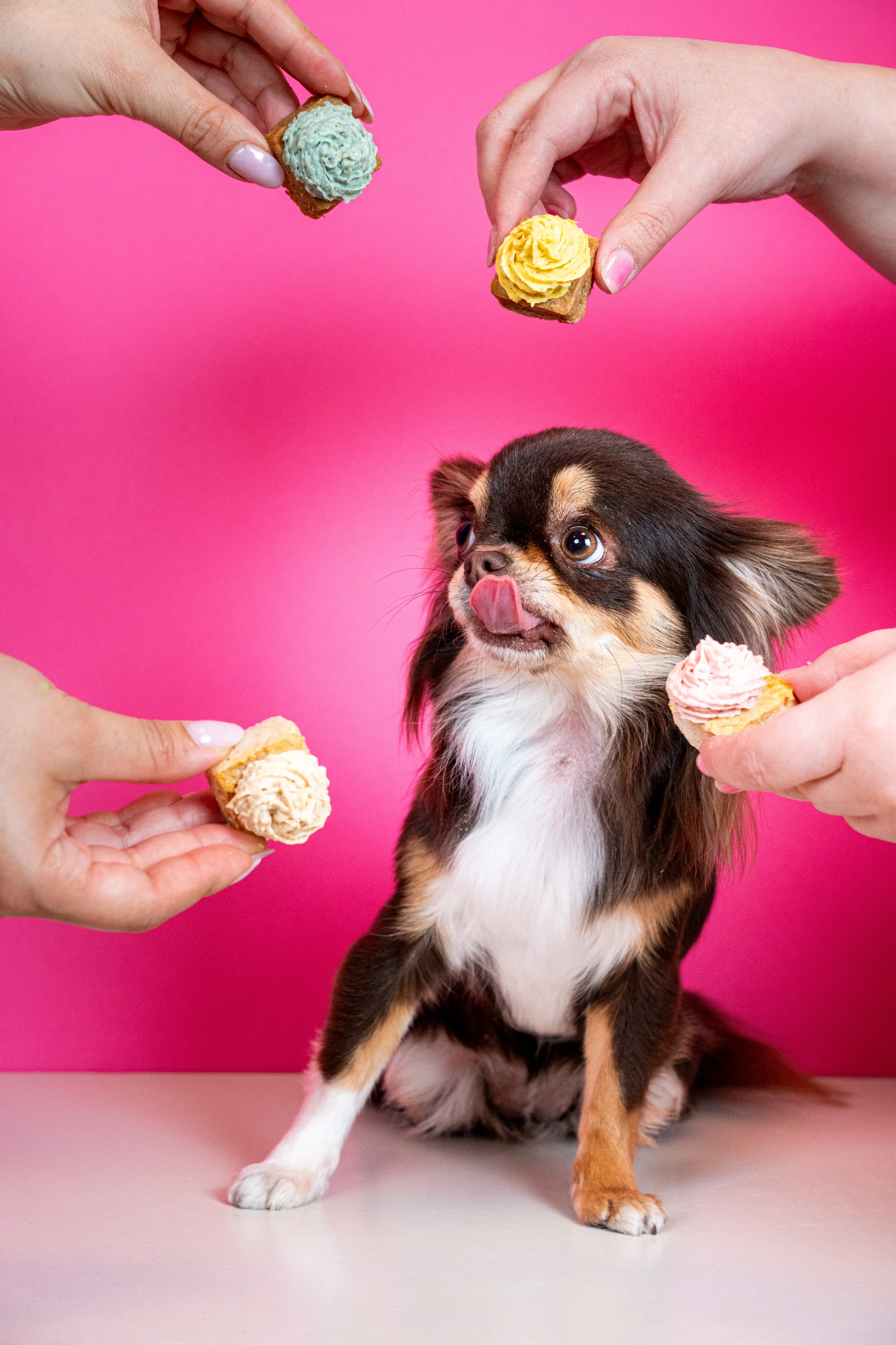 Chihuahua eligiendo entre cupcakes artesanales con topping de colores naturales en Perrísimo, cafetería pet-friendly en el barrio del Parque del Retiro, Madrid