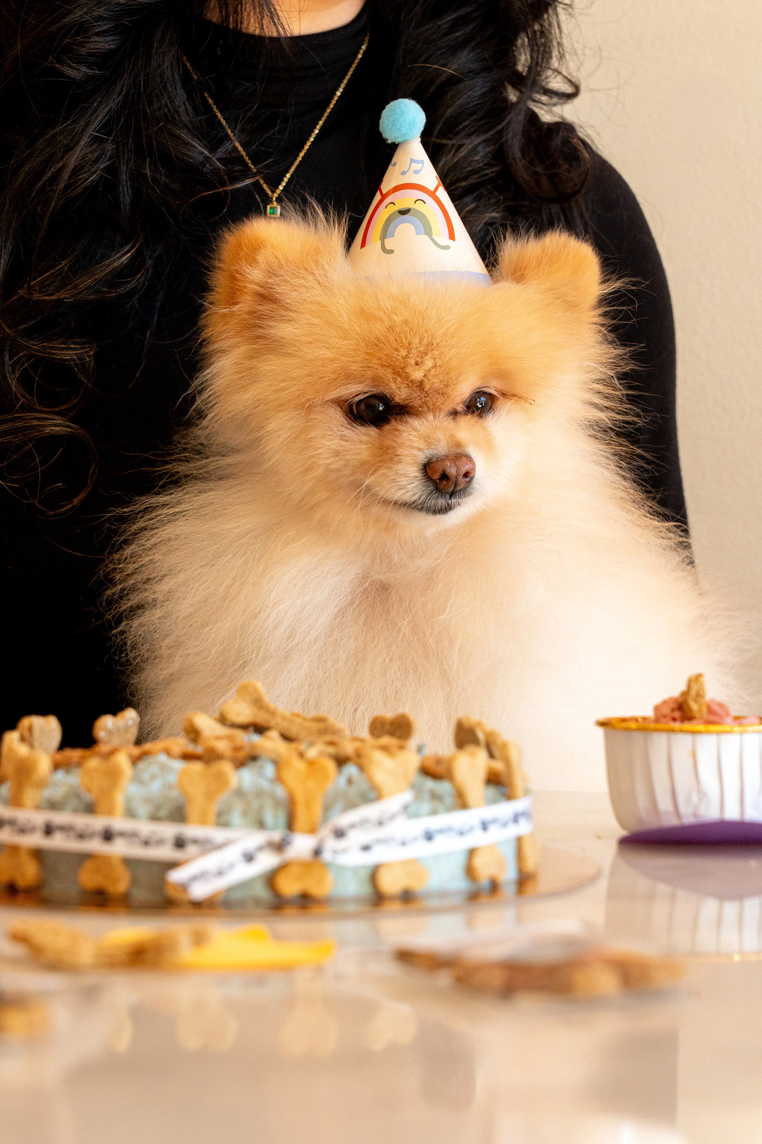Pomerania esponjoso frente a su tarta de cumpleaños personalizada en Perrísimo, cafetería donde celebrar el cumpleaños de tu perro en Madrid junto al Parque del Retiro