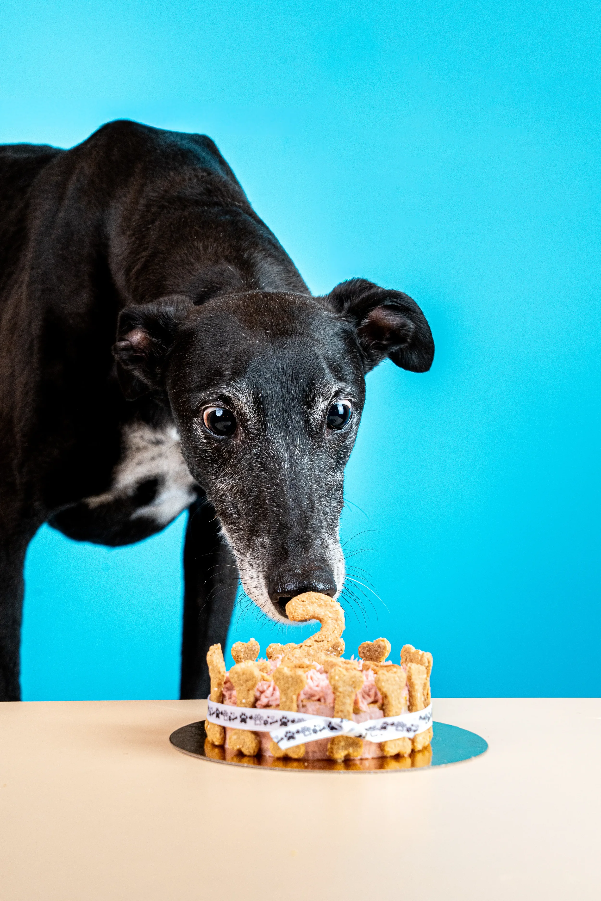 Galgo negro disfrutando de su tarta de cumpleaños artesanal con topping natural en Perrísimo, cafetería apta para perros junto al Parque del Retiro, Madrid