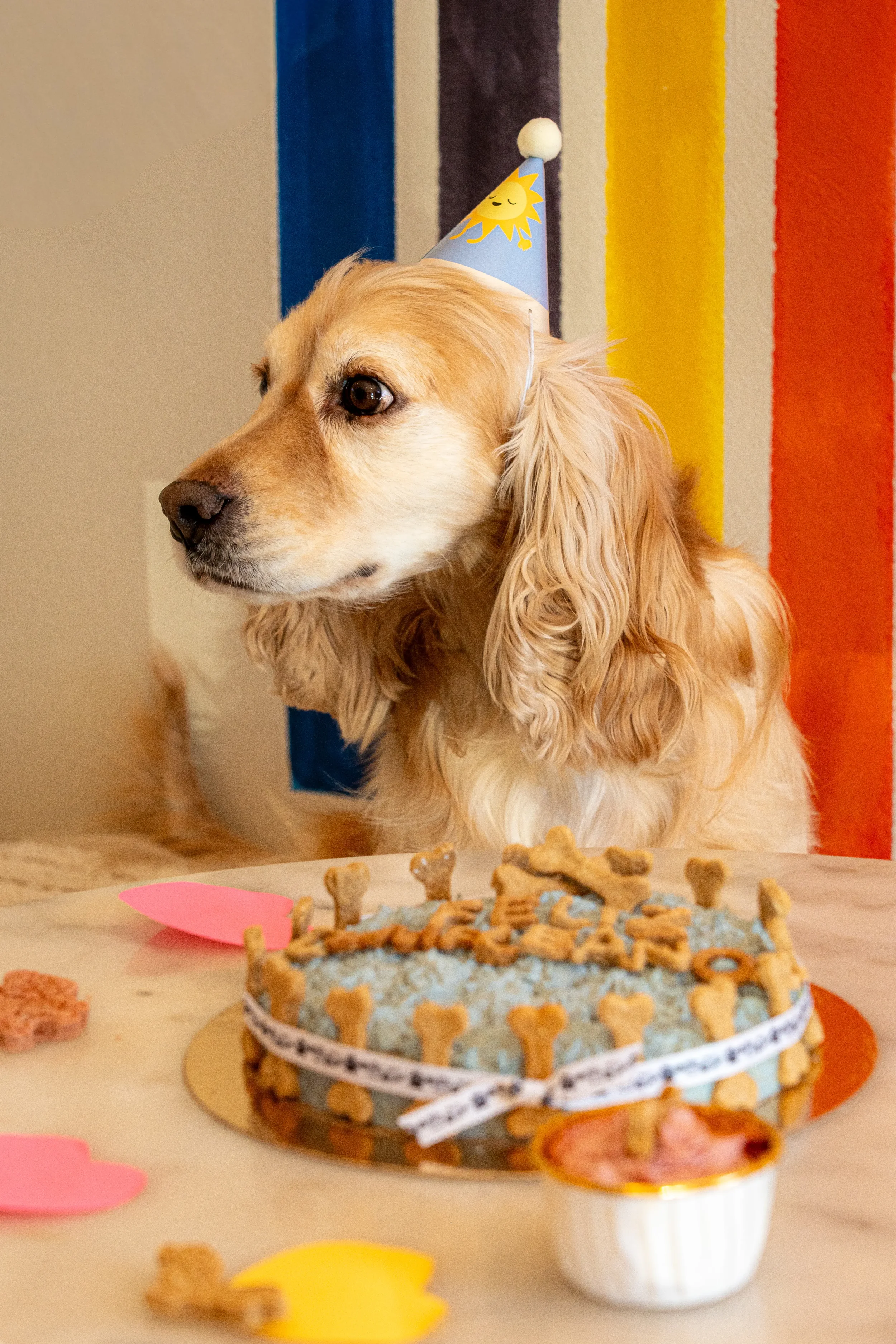 Cocker spaniel posando junto a su tarta de cumpleaños artesanal en Perrísimo, el local apto para perros más especial del barrio de Retiro, Madrid