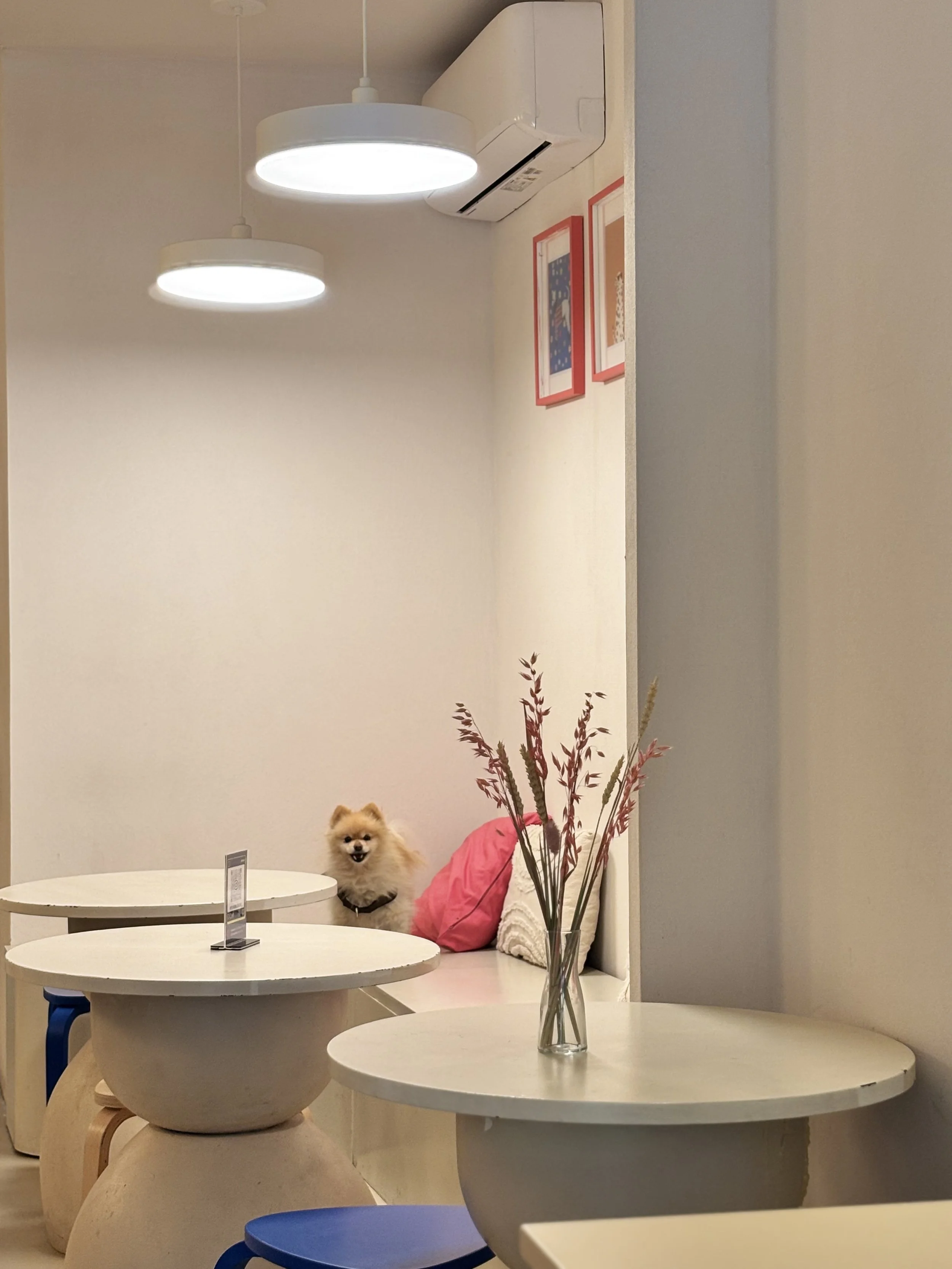 Pomerania sentado en un banco con cojines en Perrisimo Dog Café Madrid. Escena con mesas minimalistas y flores secas en una cafetería de diseño pet-friendly.