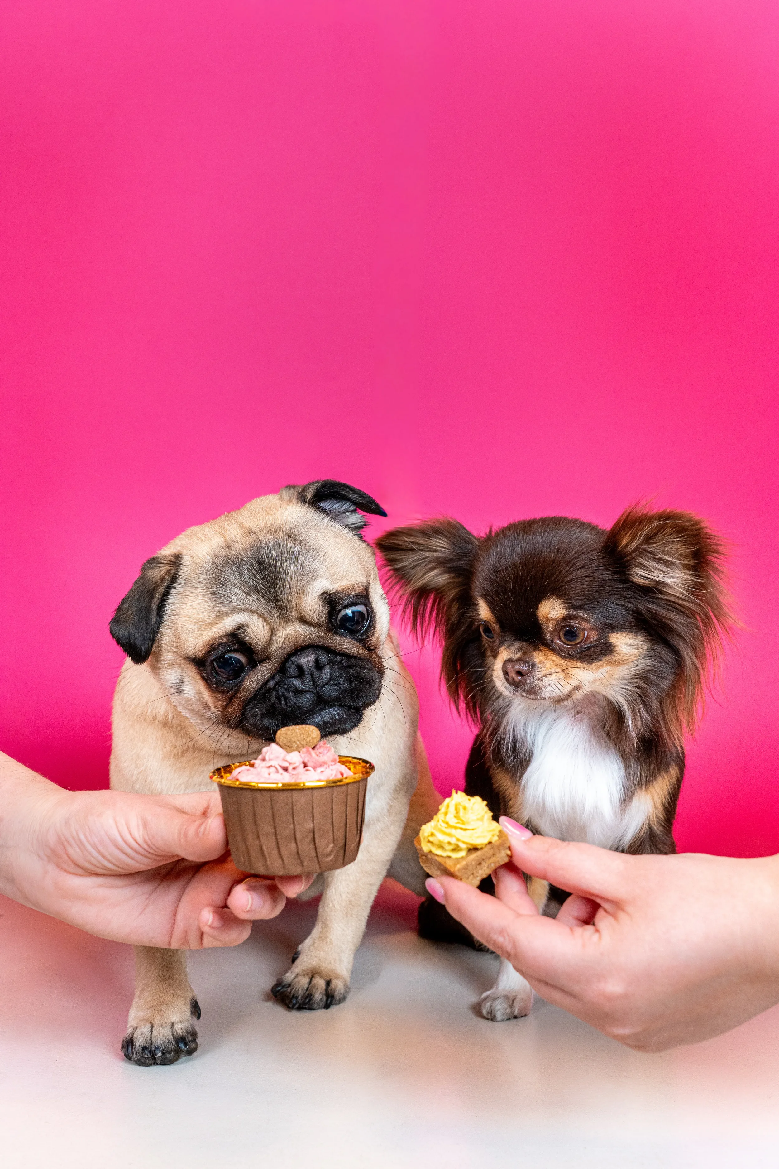 Carlino y chihuahua disfrutando de cupcakes artesanales sin azúcar en Perrísimo, el espacio dog-friendly de Menéndez Pelayo donde los perros tienen su propio menú, Retiro, Madrid