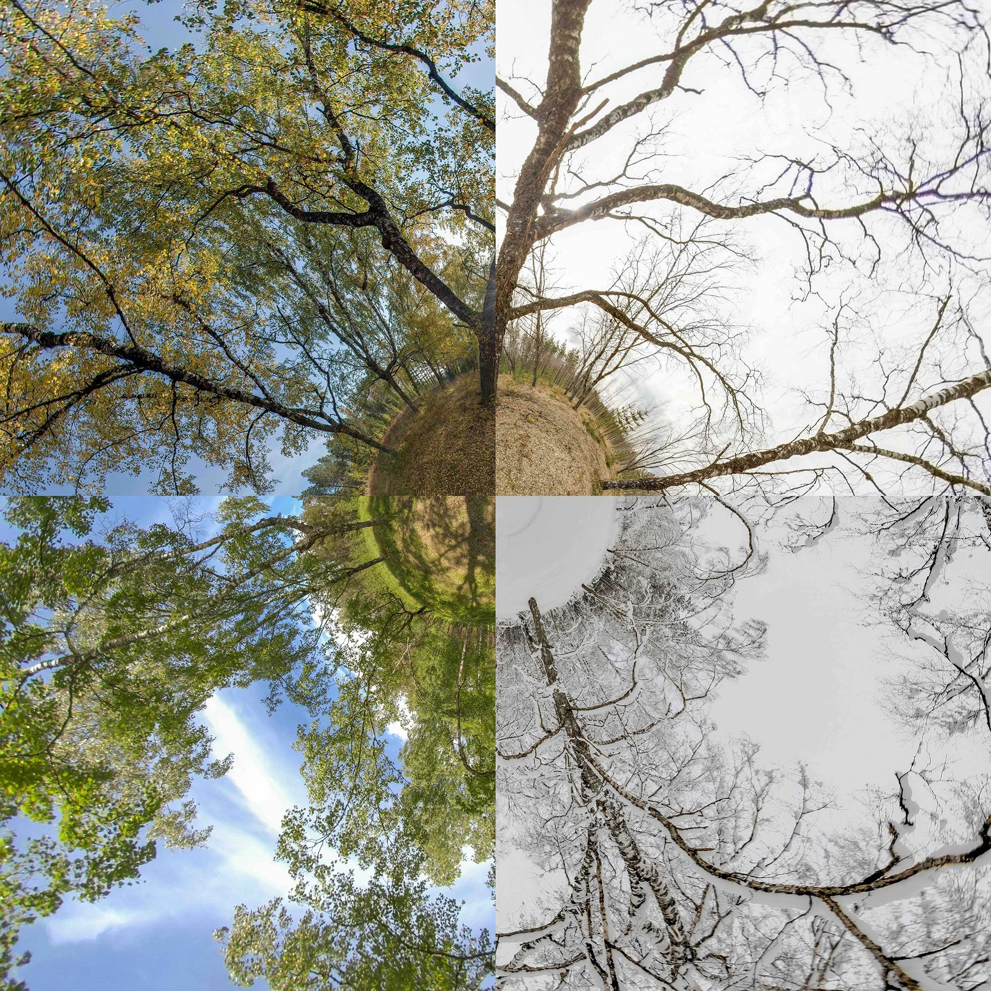 Four seasons collage showing trees with green leaves, bare branches, autumn foliage, and snow.