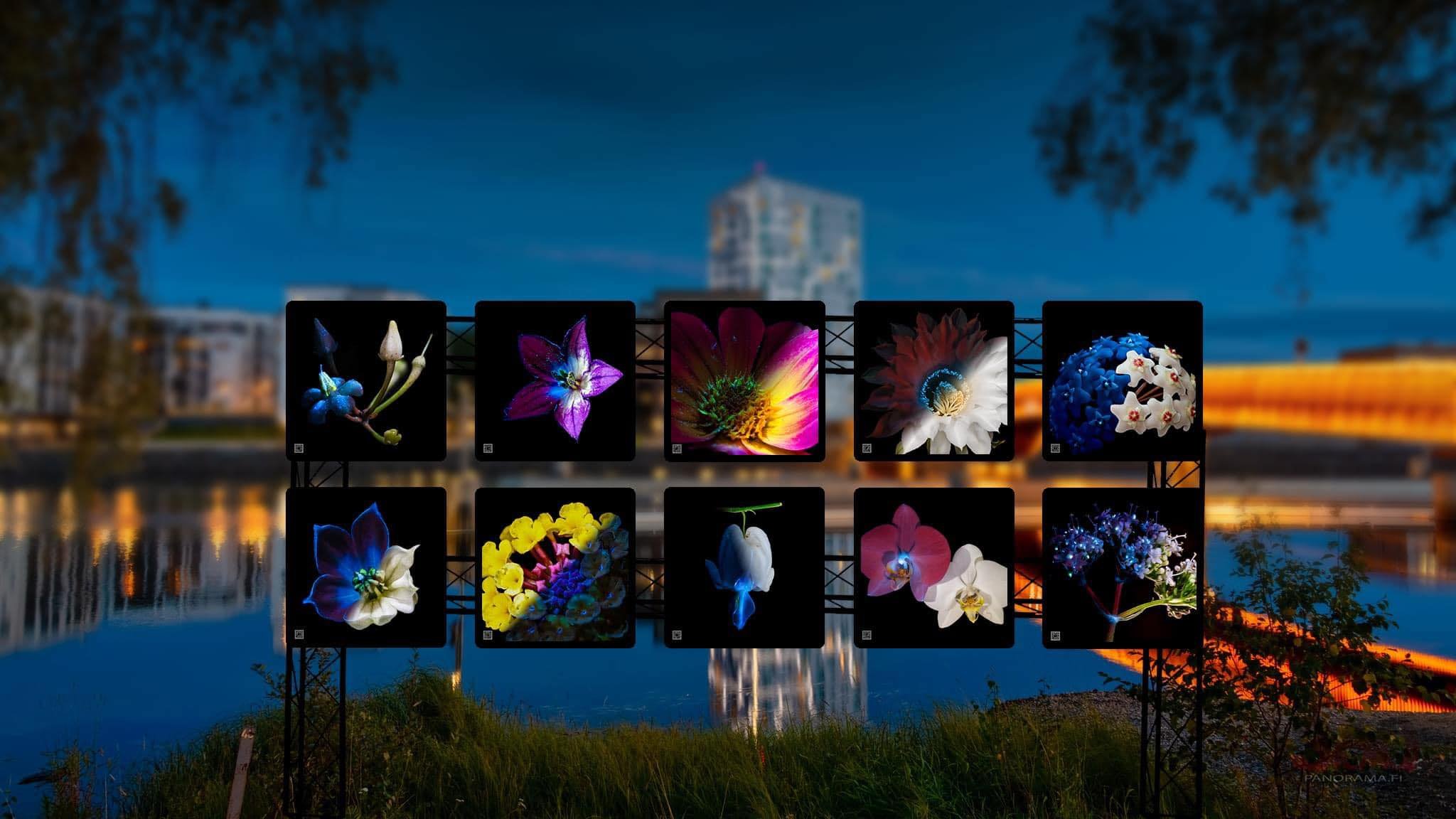 Outdoor display of illuminated flower images at night, featuring various colorful flowers against a blurred cityscape background with water reflections.