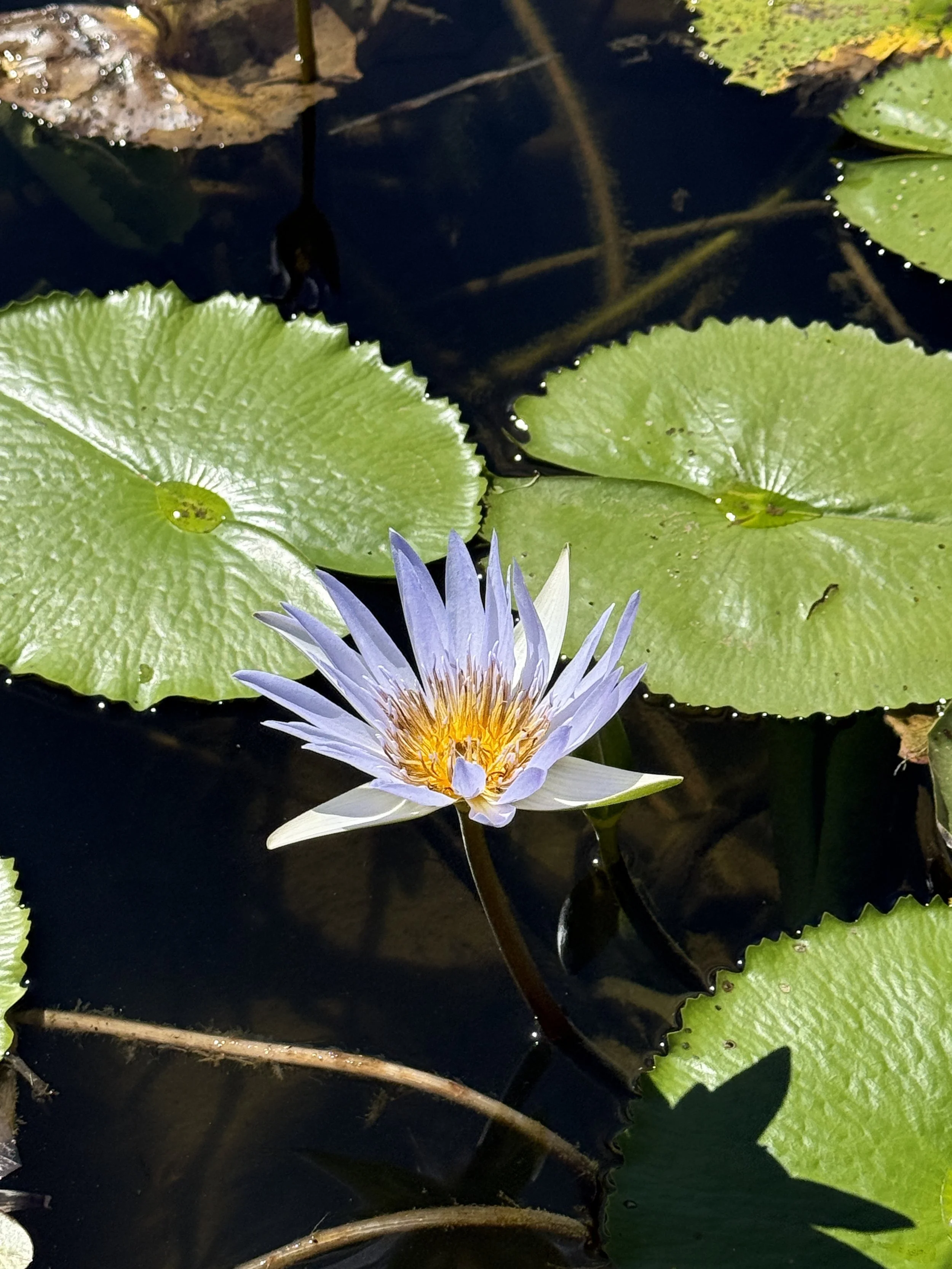 Reiki Shamballa 60 Minutes
