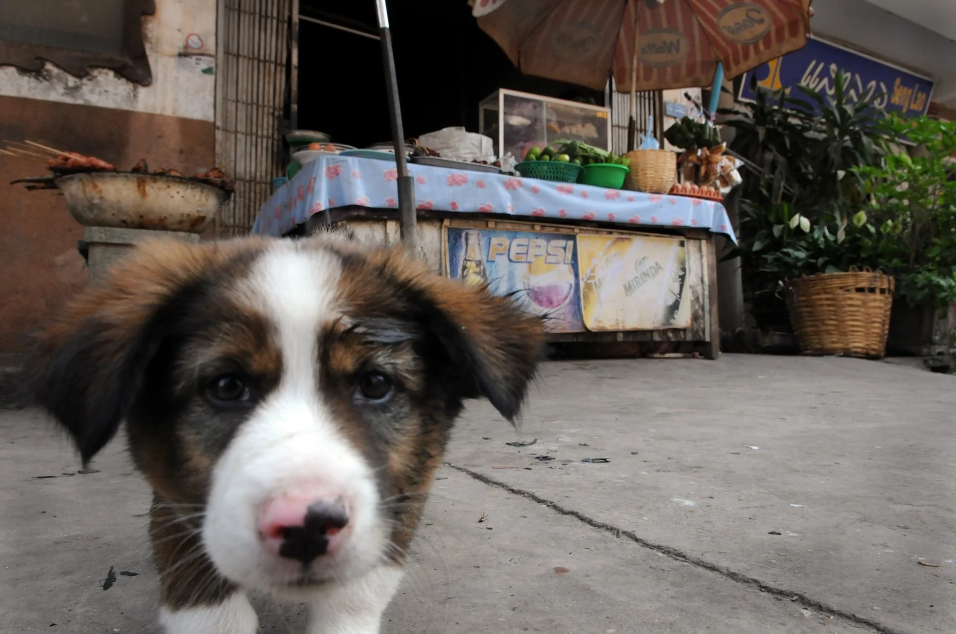 Laos February 2008 - 1992.jpg