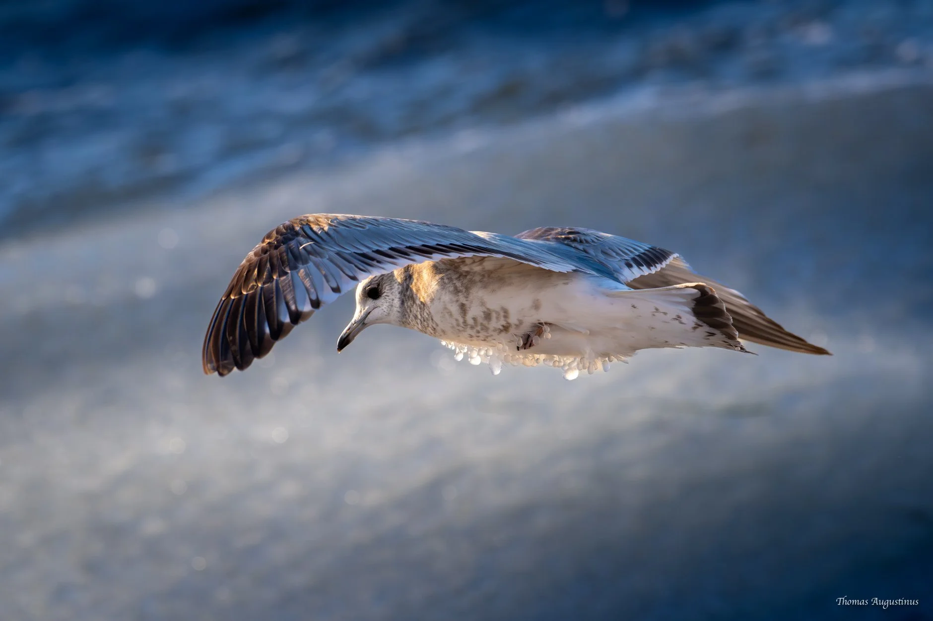 Seagull in icy weather conditions