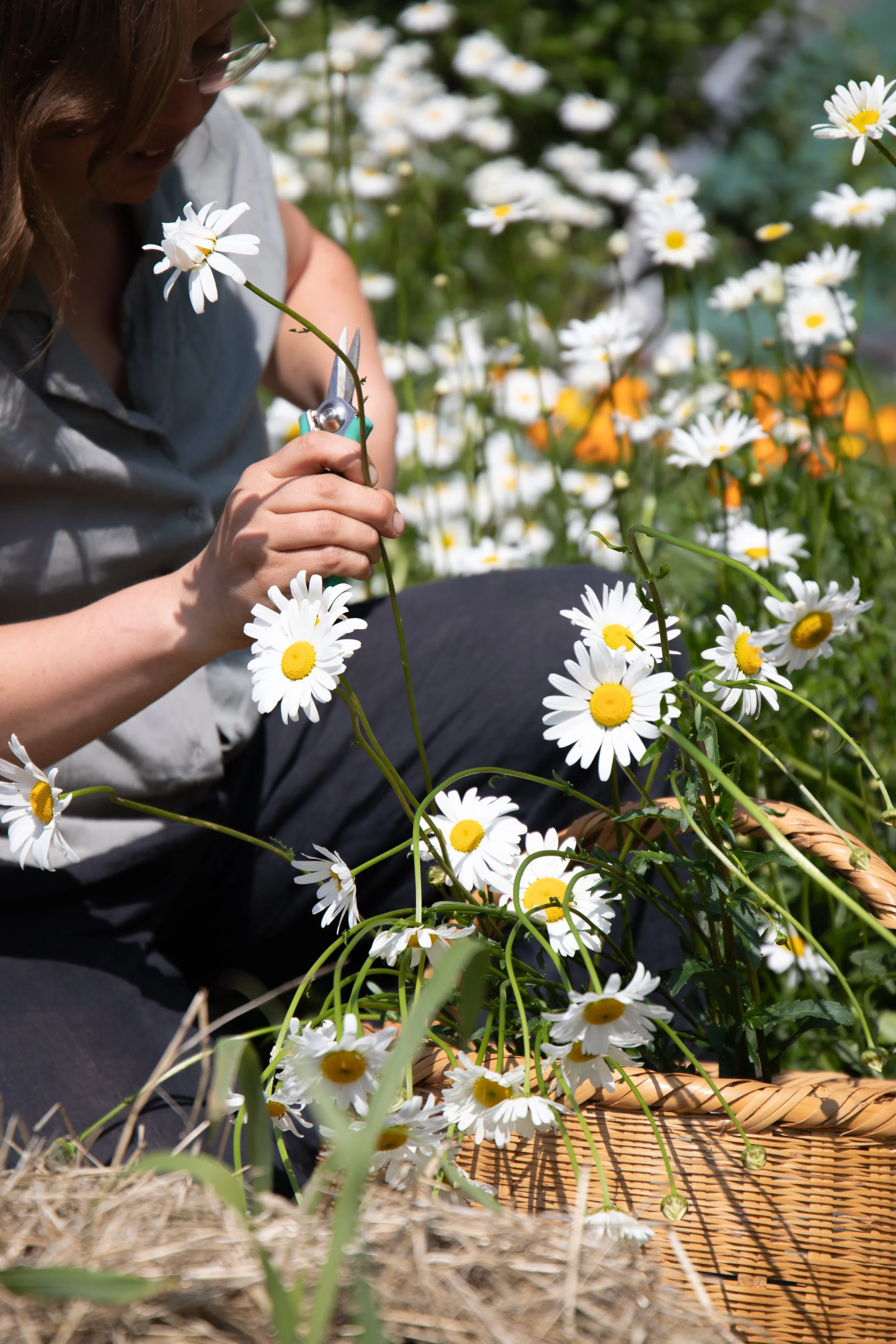 Person pruning white daisies in a garden with scissors