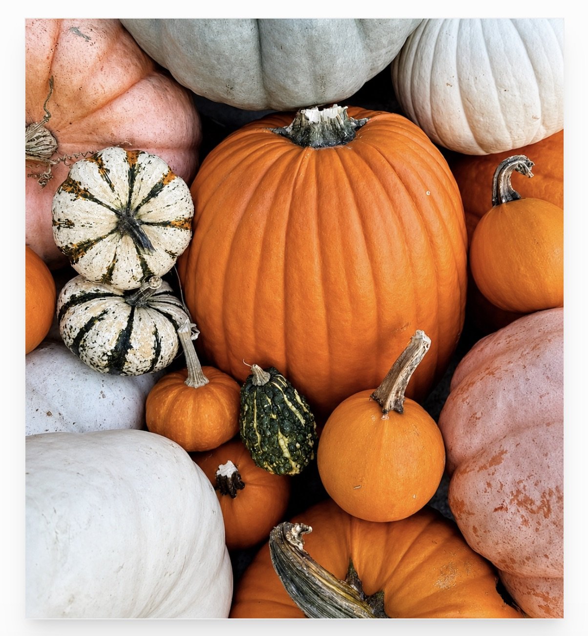Cute Pumpkins.jpeg