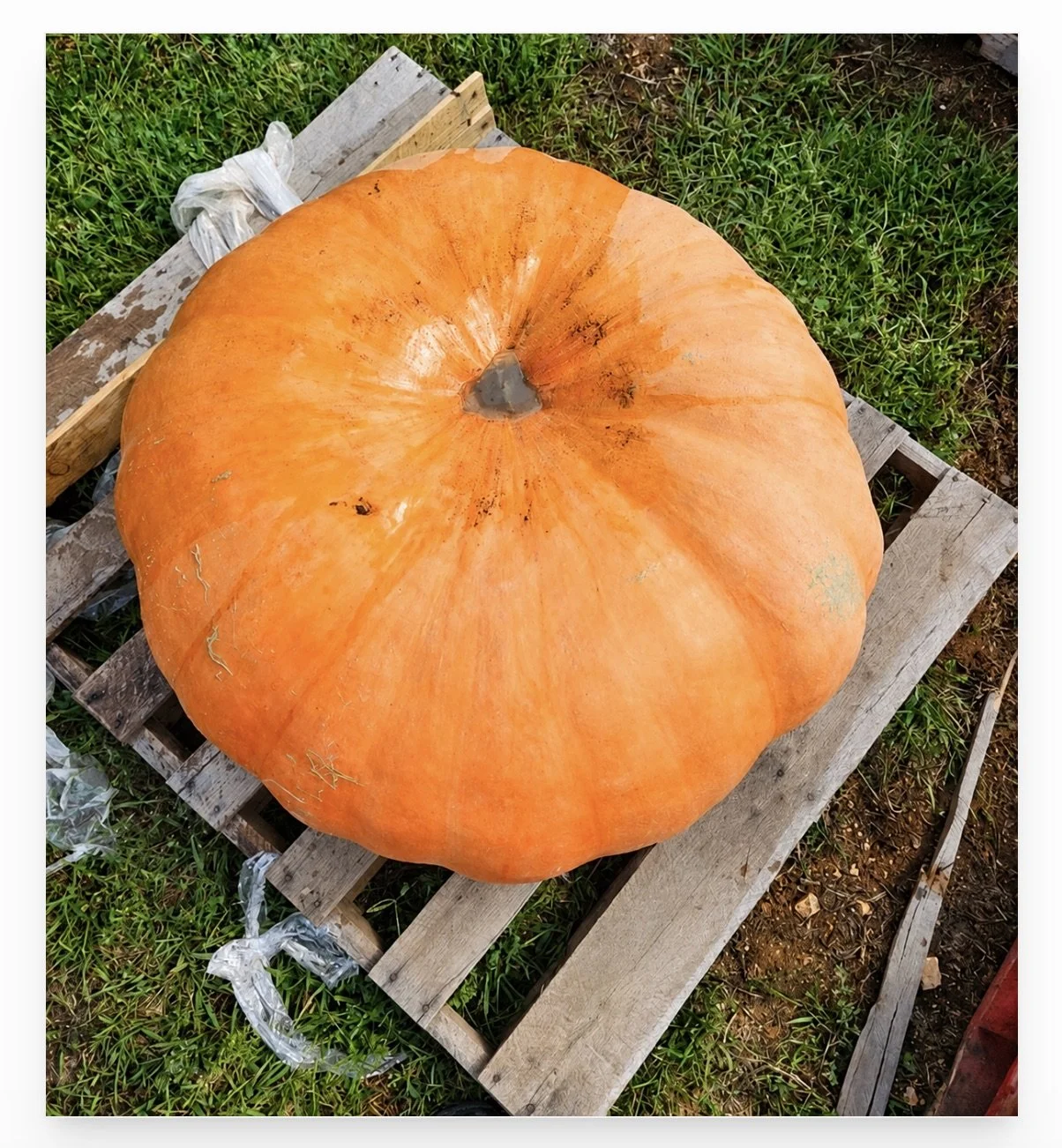 Grand Pumpkin.jpeg