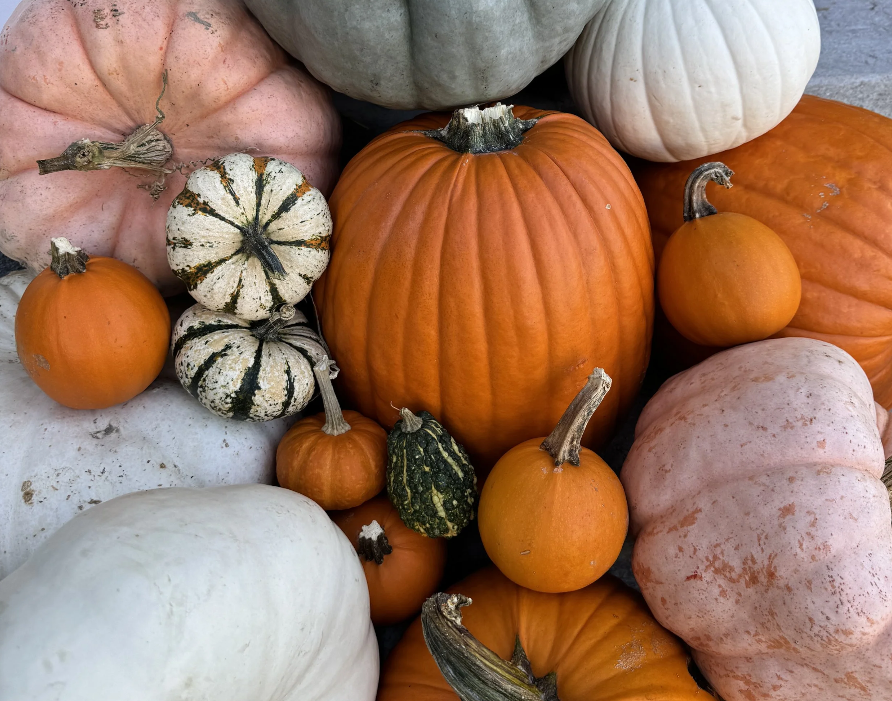 An assortment of pumpkins and gourds in various sizes and colors, including orange, white, and green, arranged together.