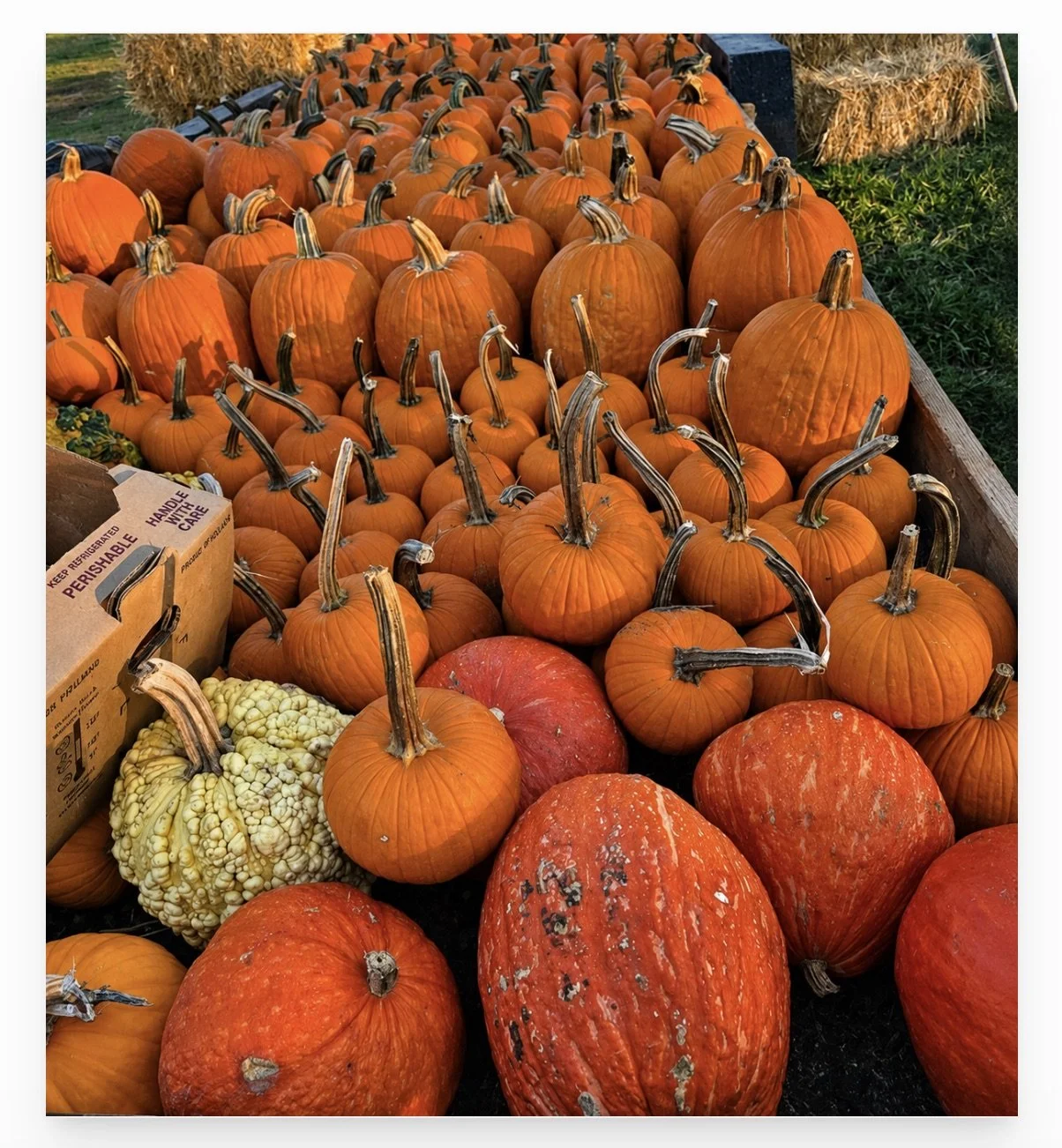 Orange Pumpkins in a pile .jpeg