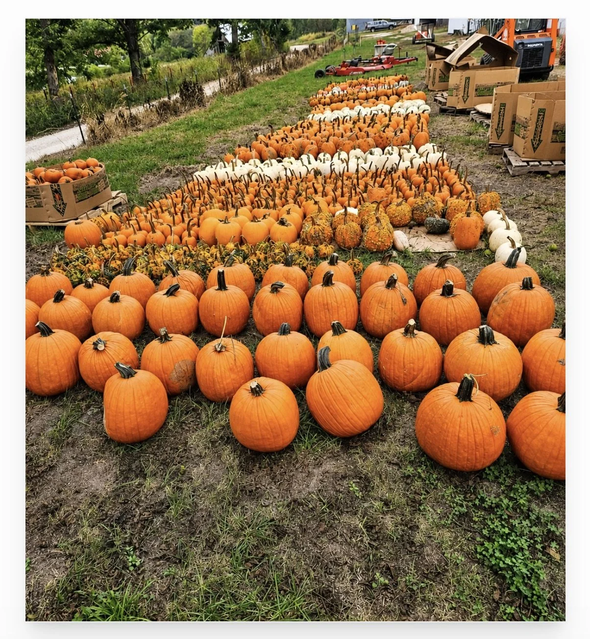 Hundreds of Pumpkins layed out at a farm.jpeg