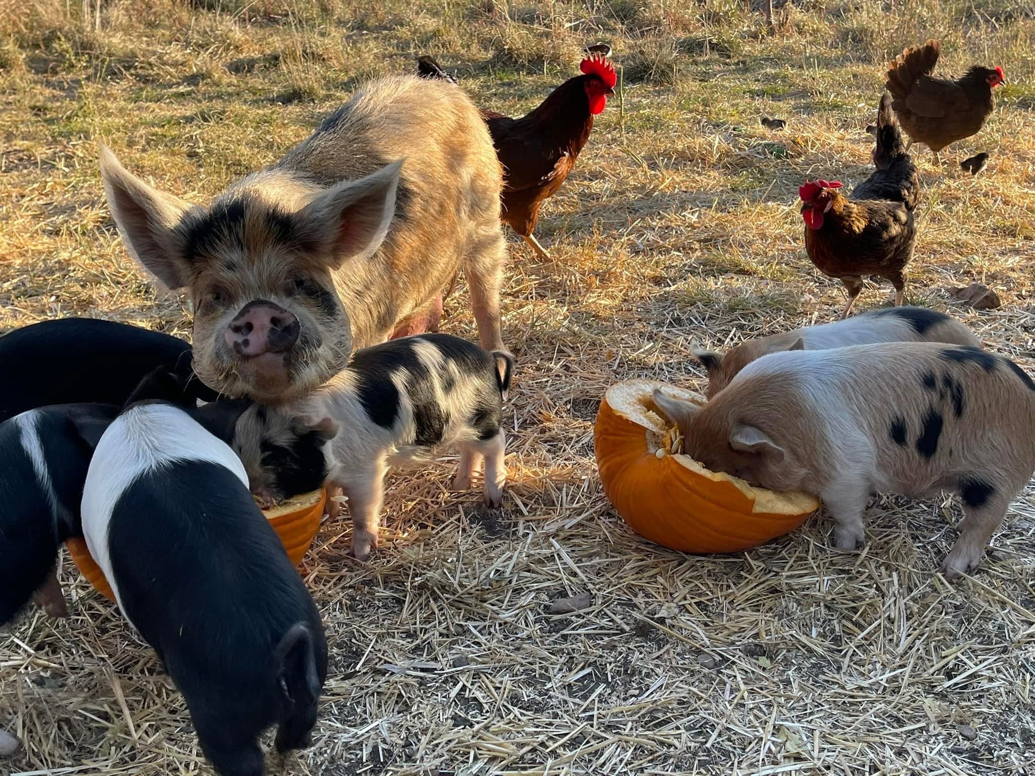 Pig and chickens pecking food from a pumpkin in a field with dry grass.