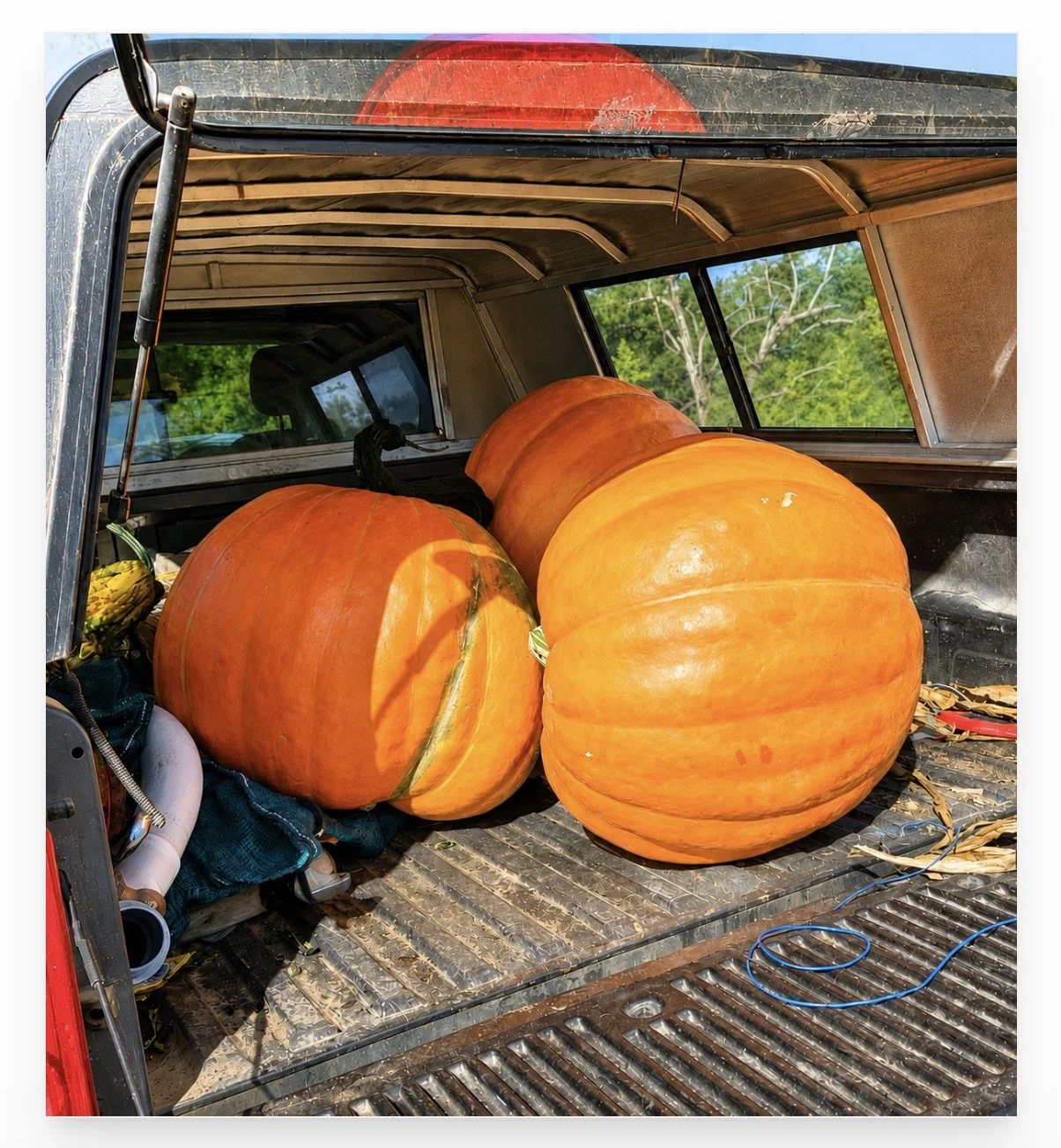 Grand Pumpkin