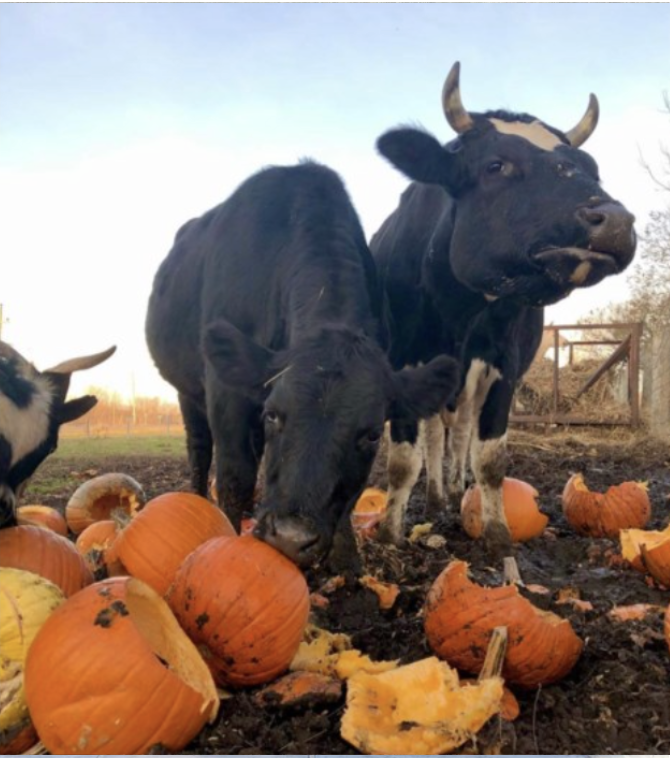 Sized Black Cows.png