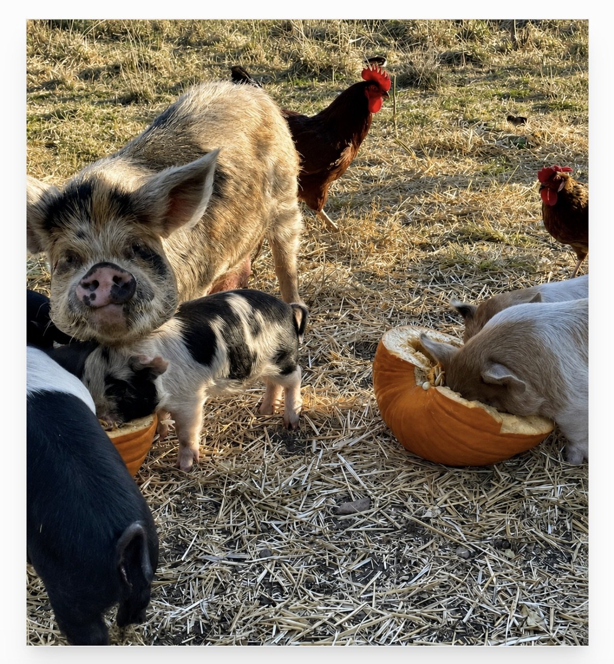 Pigs eating Pumpkins .jpeg