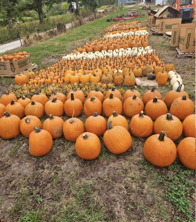 Custom Pumpkin Design Appointment