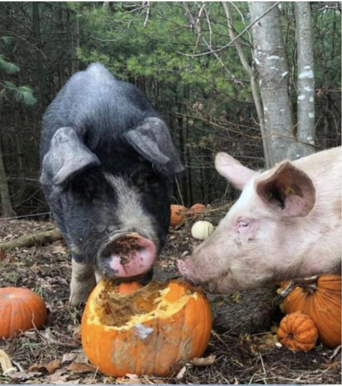 Sized 2 pigs.png