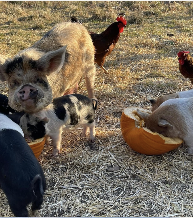 Sized Lots of Pigs.png