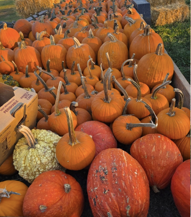 Sized Lots o' Pumpkins.png