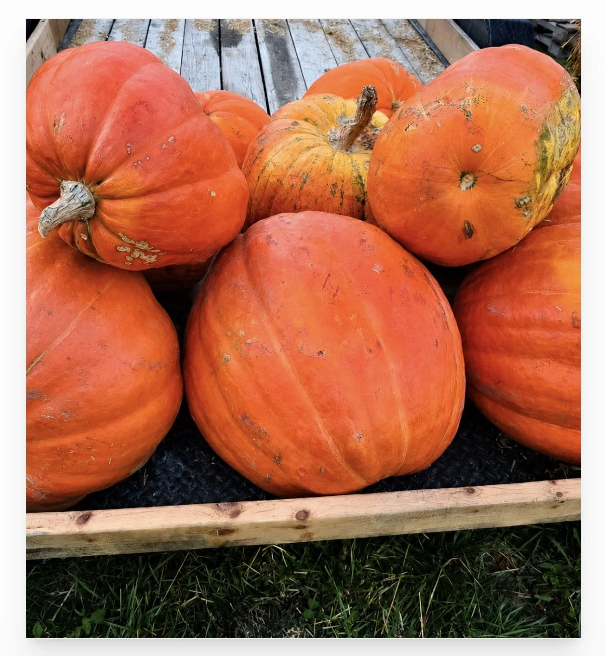 Grand Daddy Pumpkins.jpeg