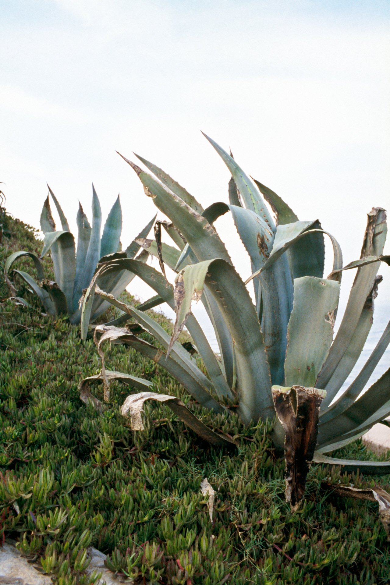 Close-up of large, spiny agave plant with thick, pointed leaves, some leaf tips brown and withered, growing near green ground cover plants, under a cloudy sky.
