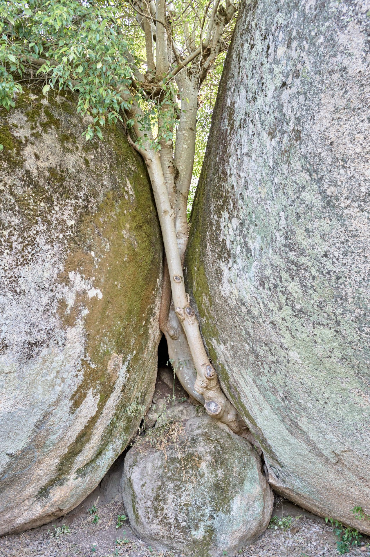 A small tree growing between two large moss-covered rocks with a crack in the rocks