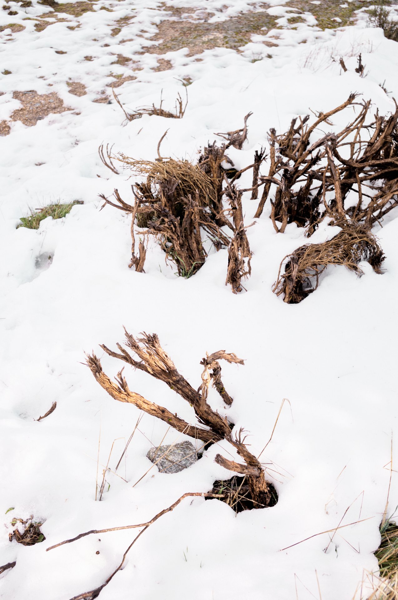 A snow-covered landscape with a dried, twisted plant in the foreground, and more snow and sparse vegetation in the background.